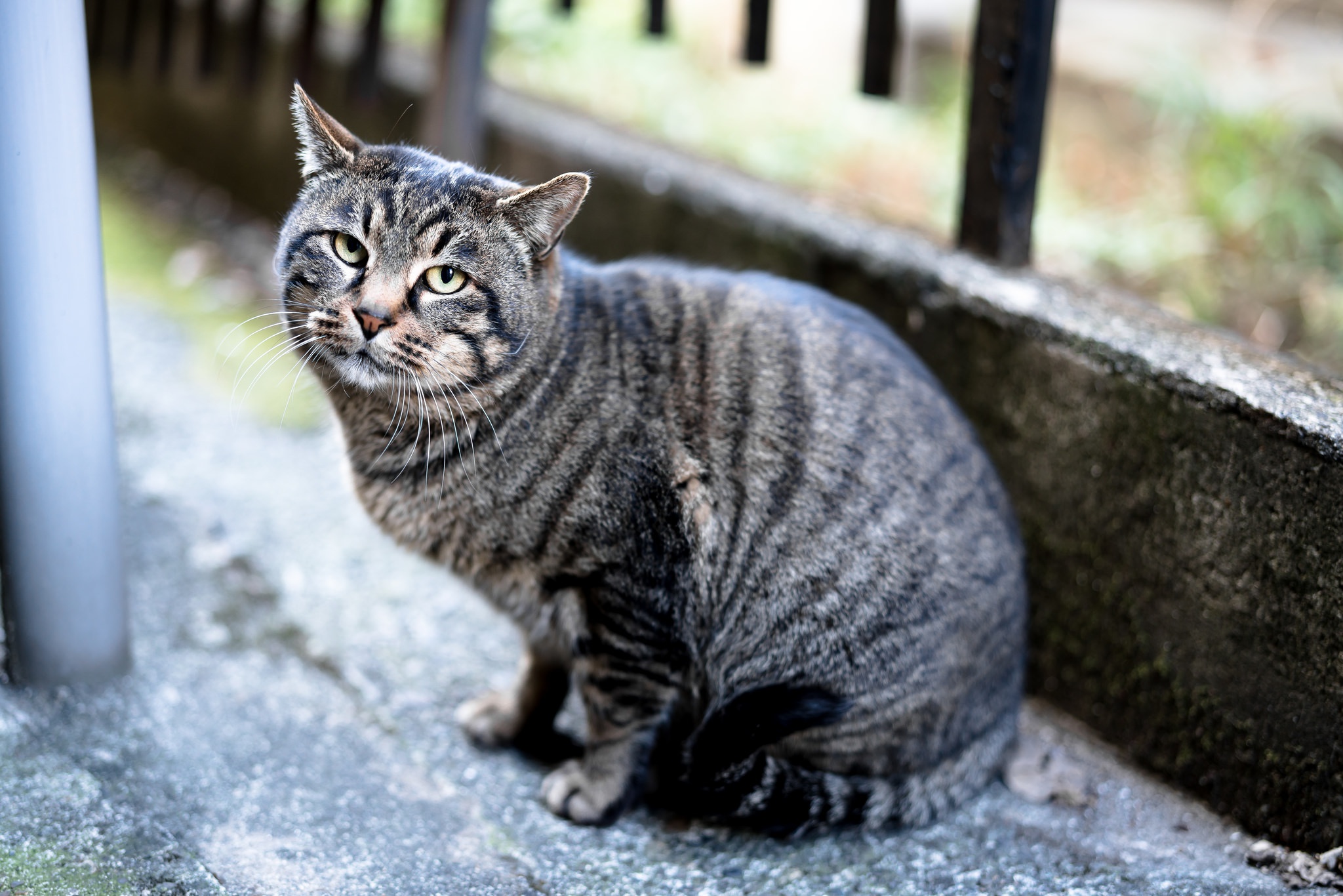 Baixe gratuitamente a imagem Animais, Gatos, Gato na área de trabalho do seu PC