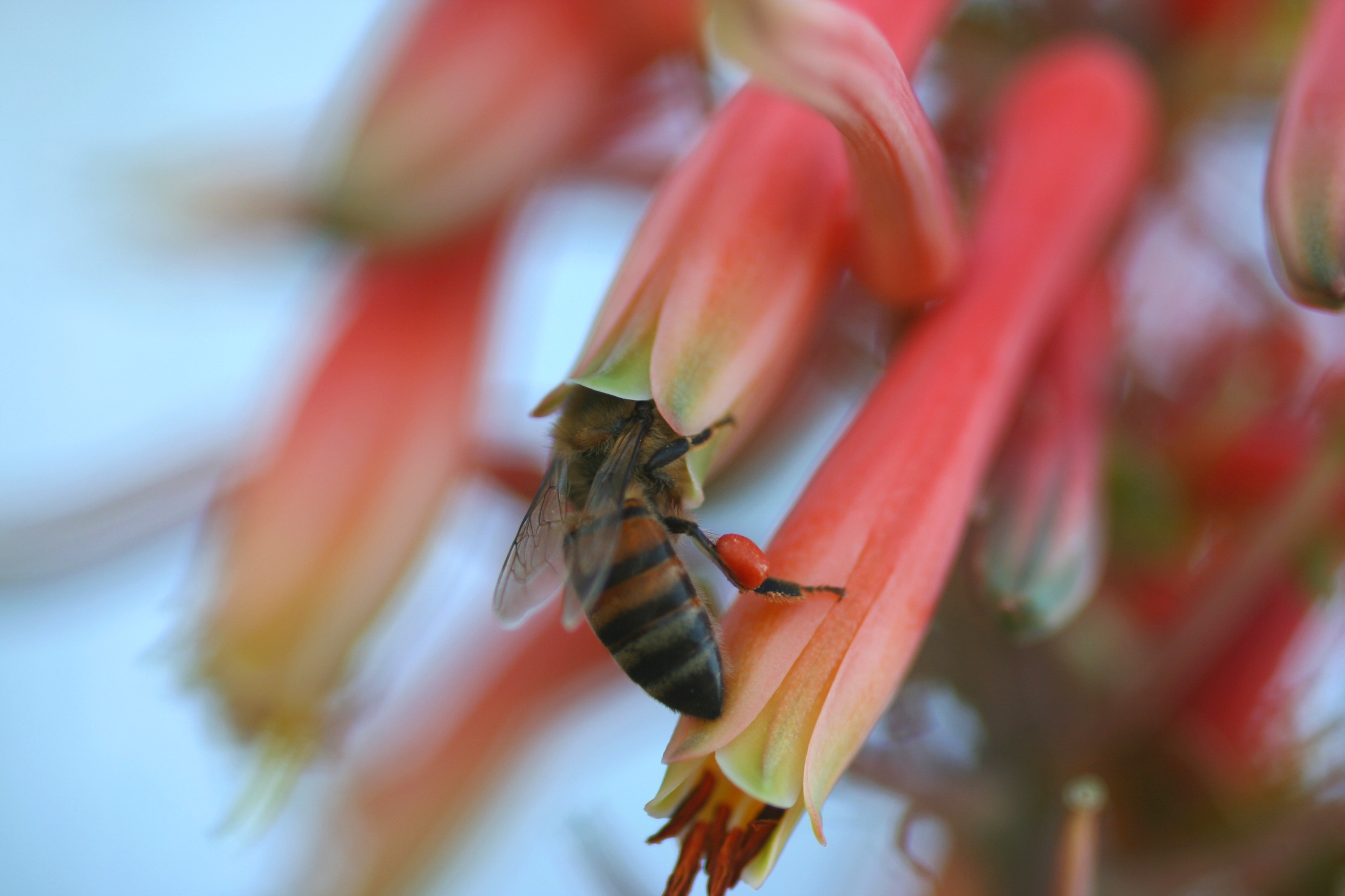 Скачать обои бесплатно Опыление, Лепестки, Макро, Пчела, Цветок картинка на рабочий стол ПК