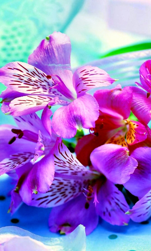 Download mobile wallpaper Flowers, Pink, Iris, Flower, Earth, Colorful for free.