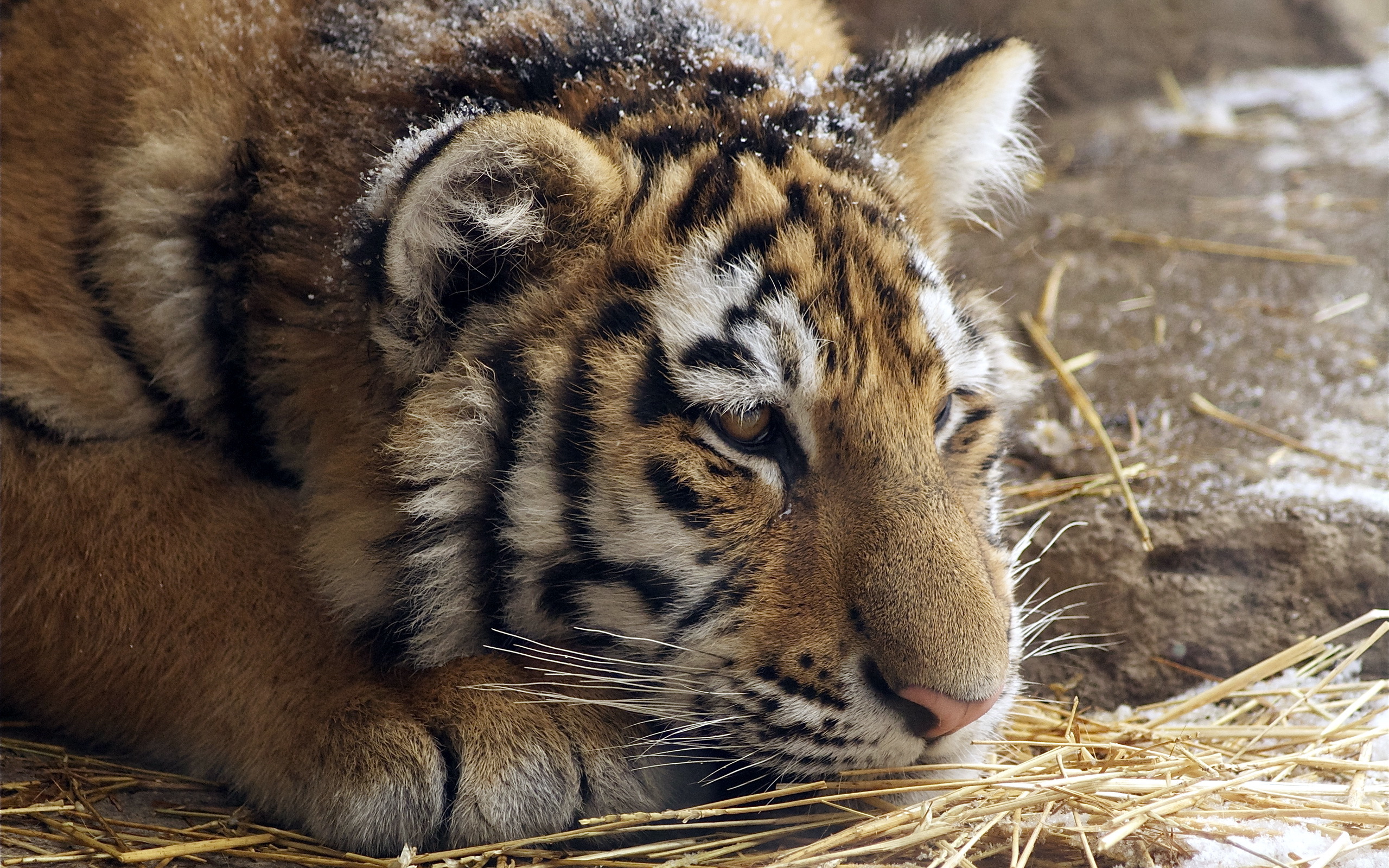 Descarga gratuita de fondo de pantalla para móvil de Animales, Gatos, Tigre.