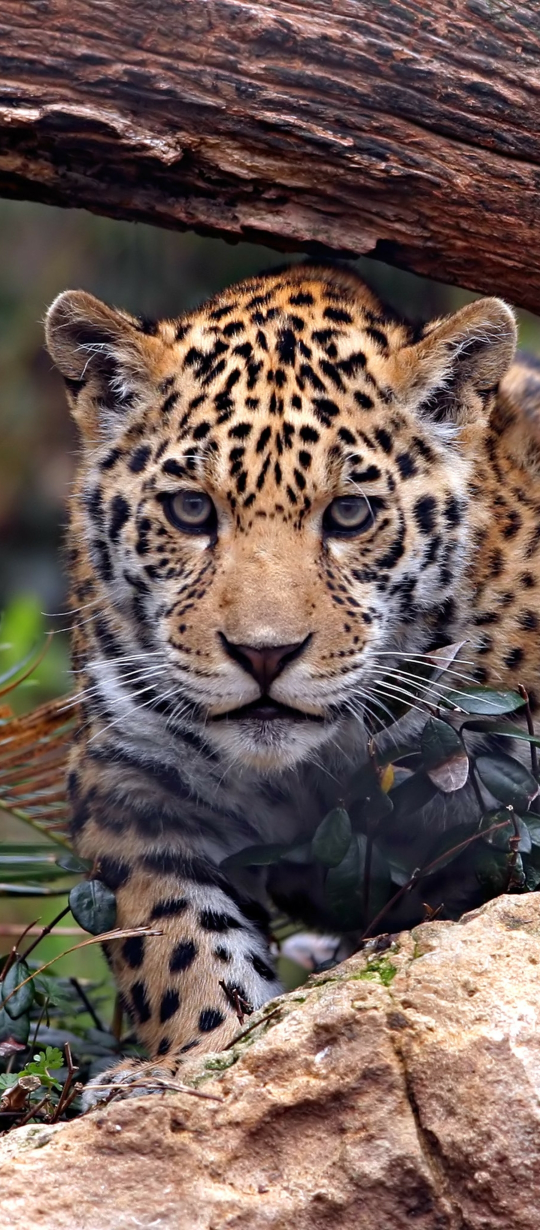 Download mobile wallpaper Cats, Jaguar, Leopard, Animal for free.