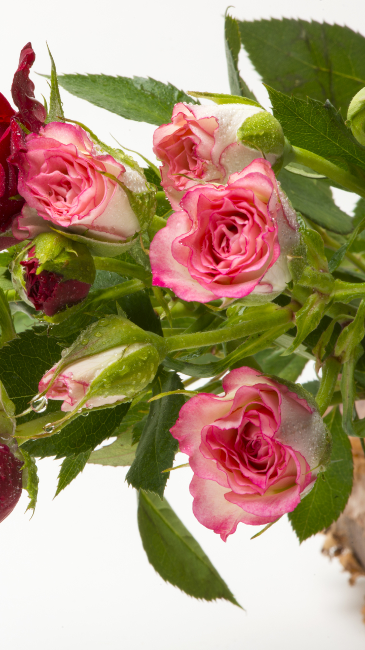 Handy-Wallpaper Blumen, Rose, Korb, Wassertropfen, Rote Blume, Erde/natur, Pinke Blume kostenlos herunterladen.