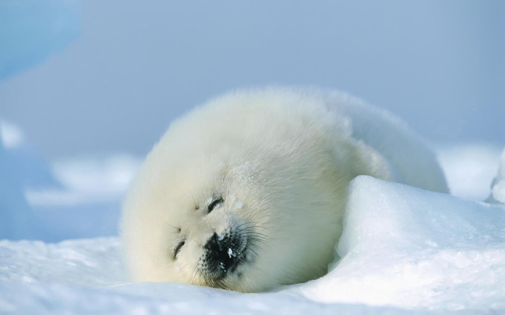 animals, snow, white, sleep, seal Full HD