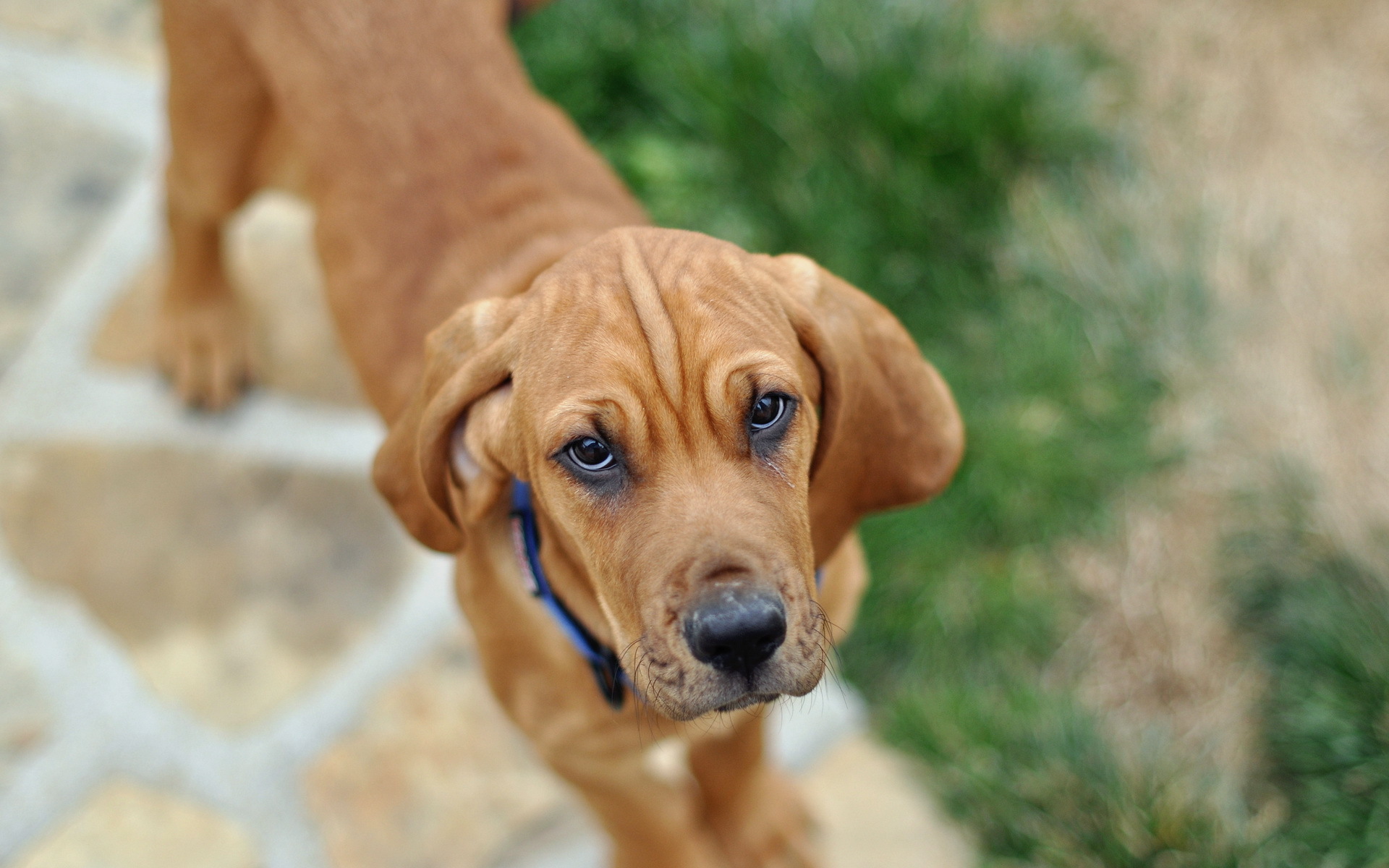 PCデスクトップに犬, 動物画像を無料でダウンロード