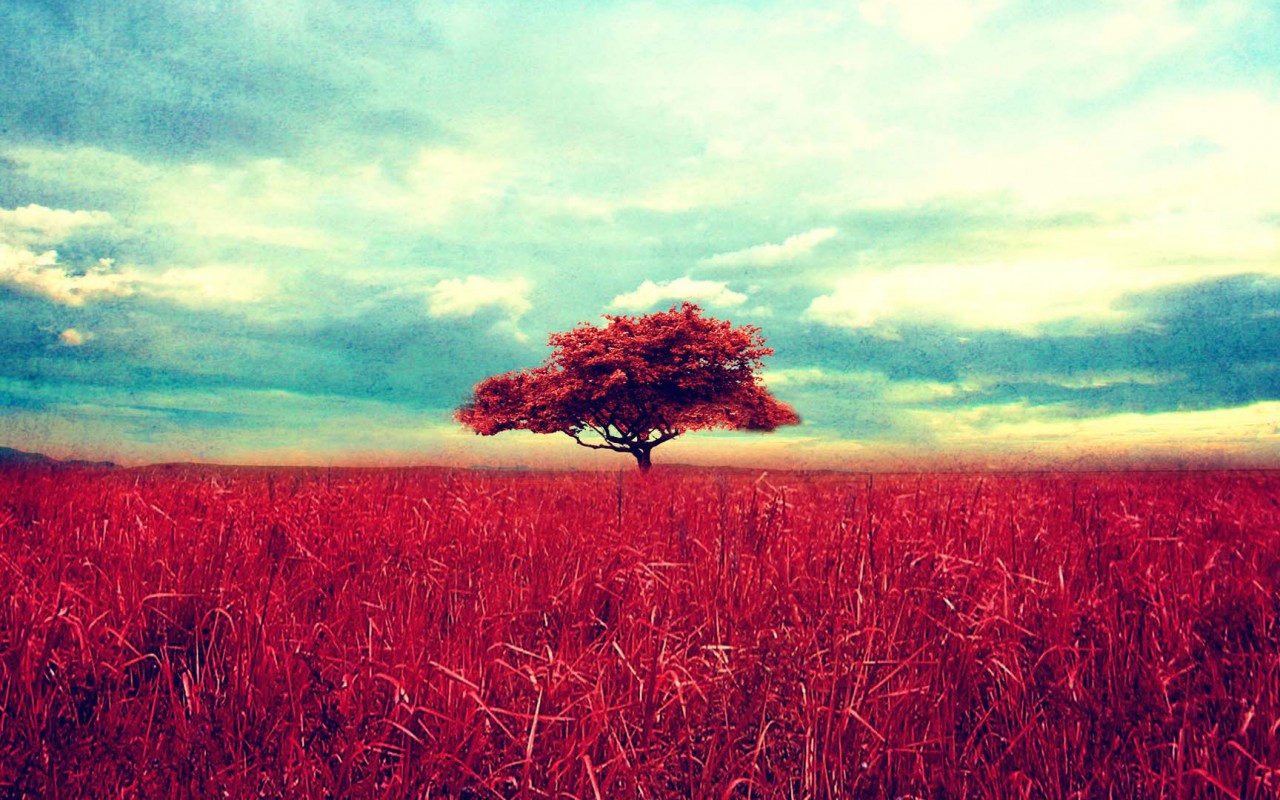 Download mobile wallpaper Tree, Earth for free.