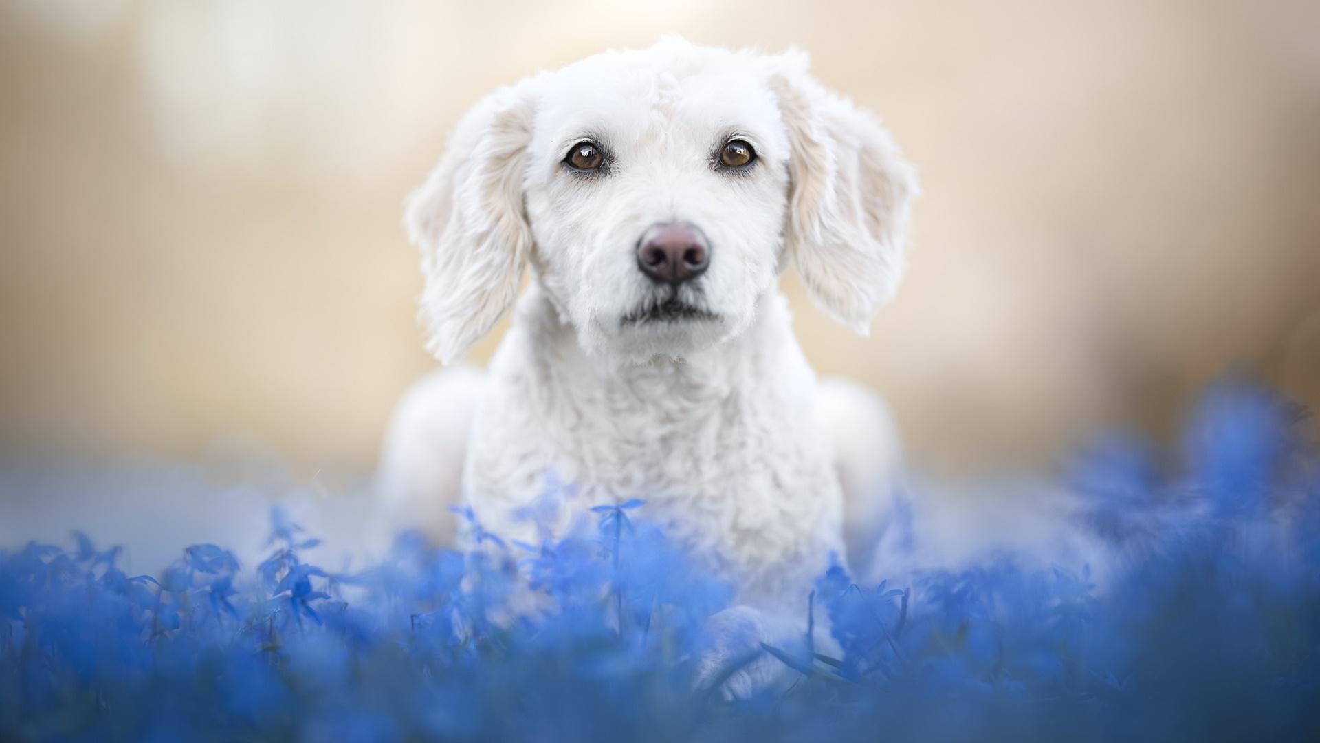 Handy-Wallpaper Tiere, Hunde, Blume, Hund kostenlos herunterladen.