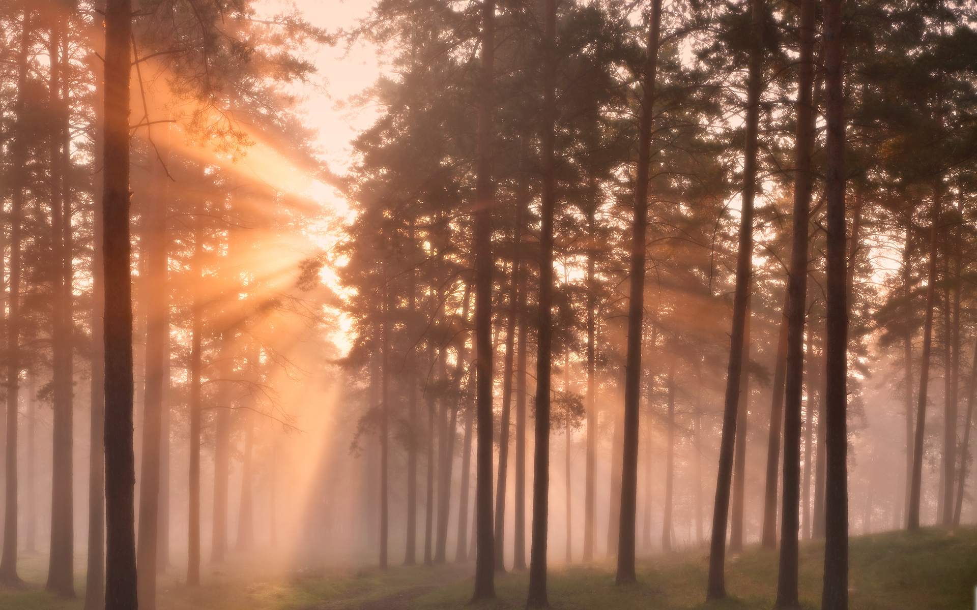 Laden Sie das Wald, Nebel, Sonnenlicht, Sonnenstrahl, Erde/natur-Bild kostenlos auf Ihren PC-Desktop herunter