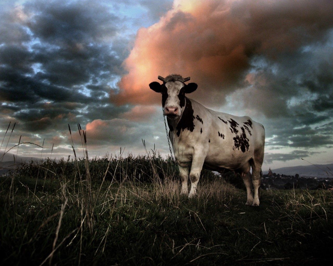 無料モバイル壁紙動物, 草, 牛, フィールド, 畑, 主に曇り, どんよりしたをダウンロードします。