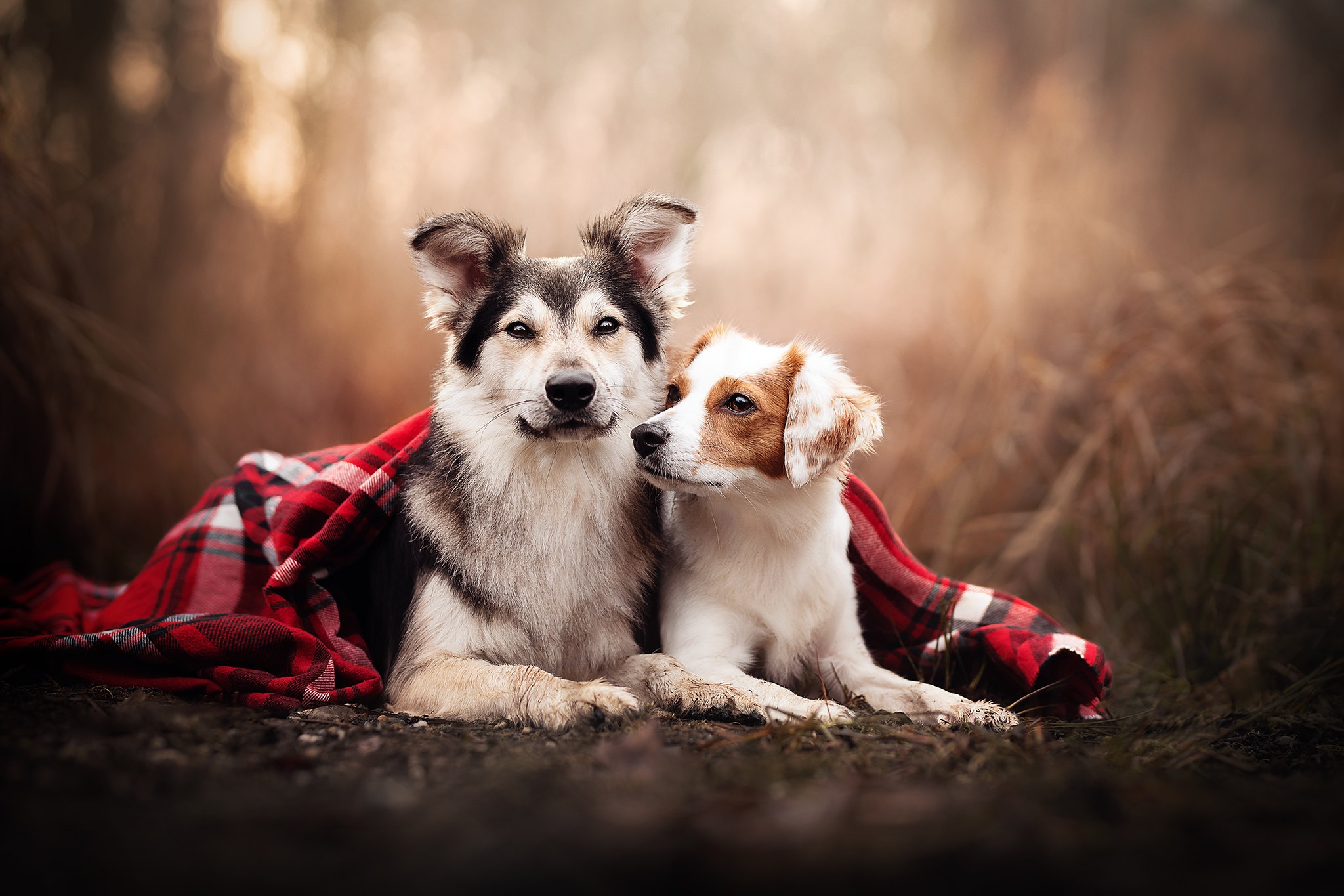 Download mobile wallpaper Dogs, Dog, Animal for free.