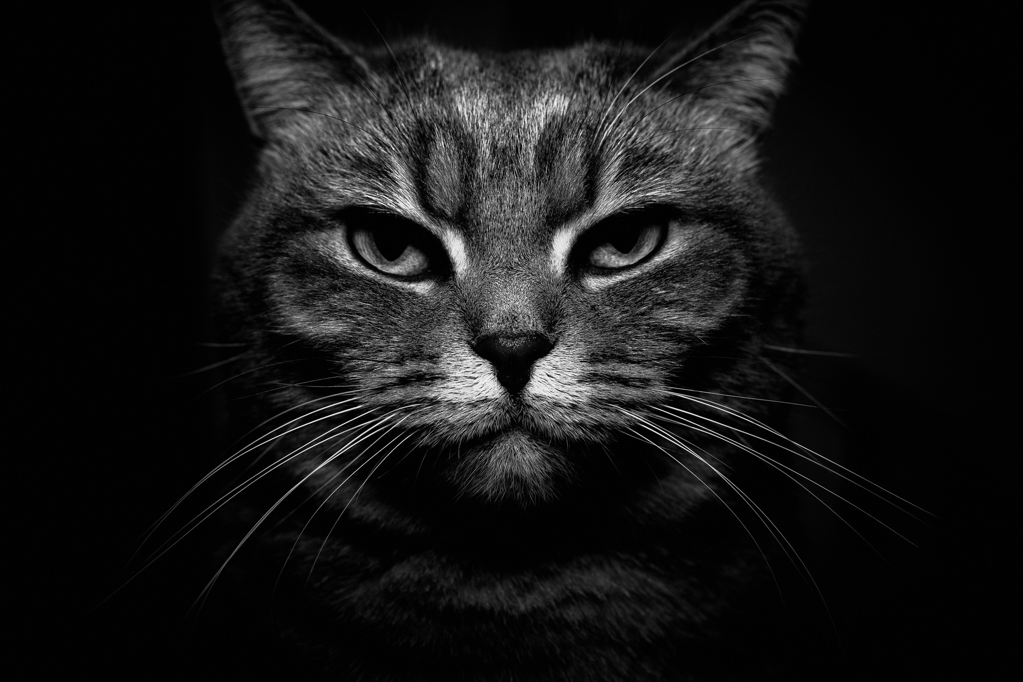 Descarga gratuita de fondo de pantalla para móvil de Animales, Gatos, Gato, De Cerca, Monocromo, Blanco Y Negro, Mirar Fijamente.