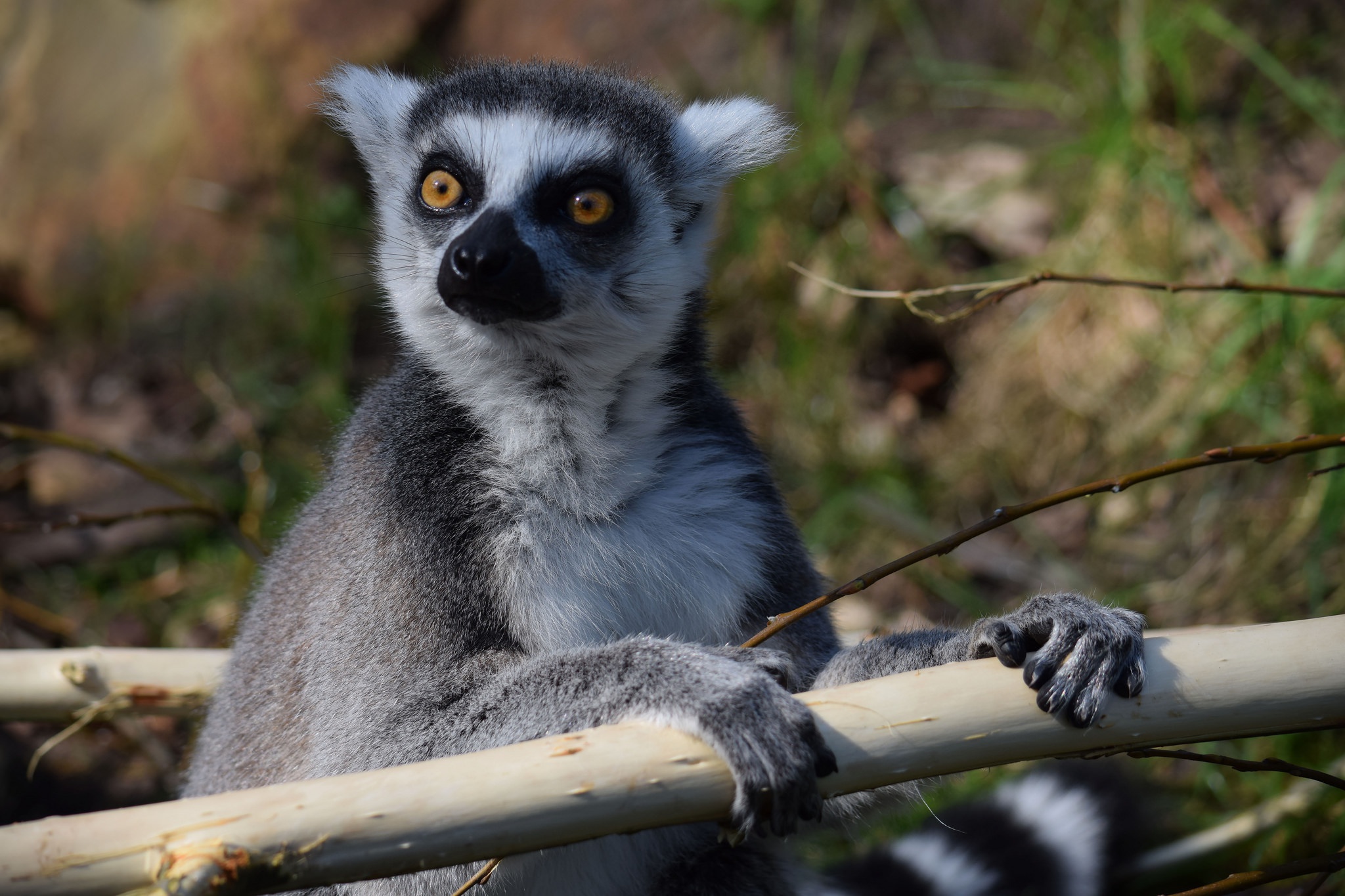 Free download wallpaper Monkeys, Animal, Lemur on your PC desktop