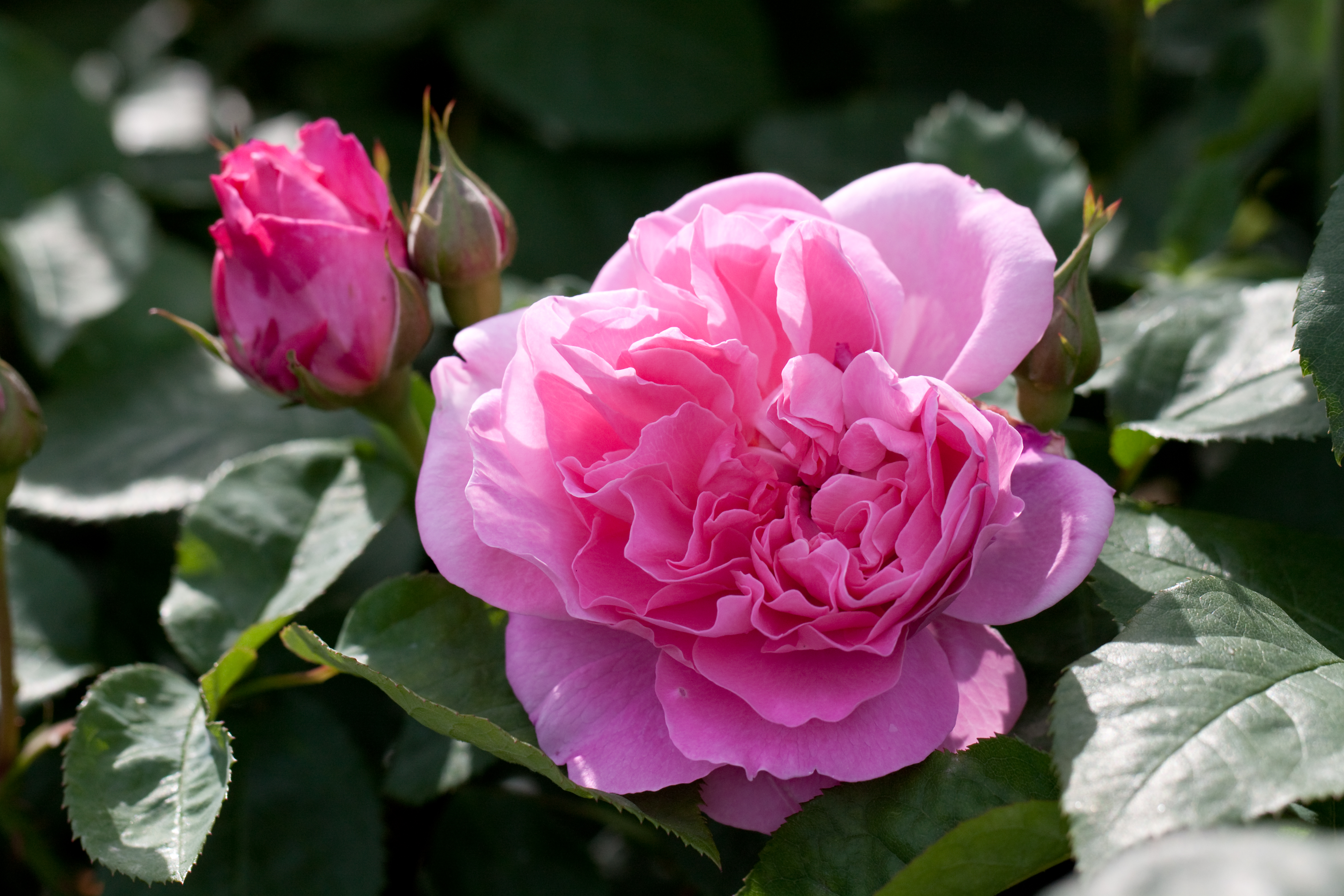 Laden Sie das Blumen, Rose, Erde/natur-Bild kostenlos auf Ihren PC-Desktop herunter