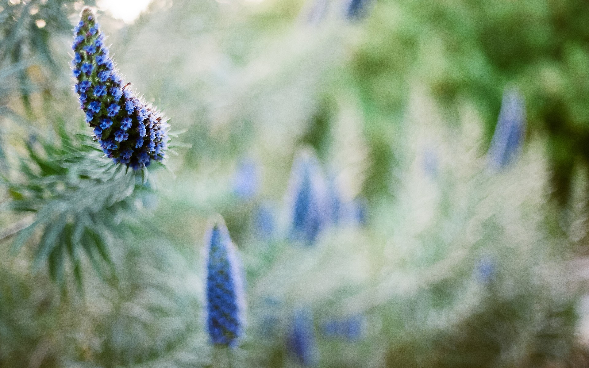 Handy-Wallpaper Blumen, Blume, Erde/natur kostenlos herunterladen.