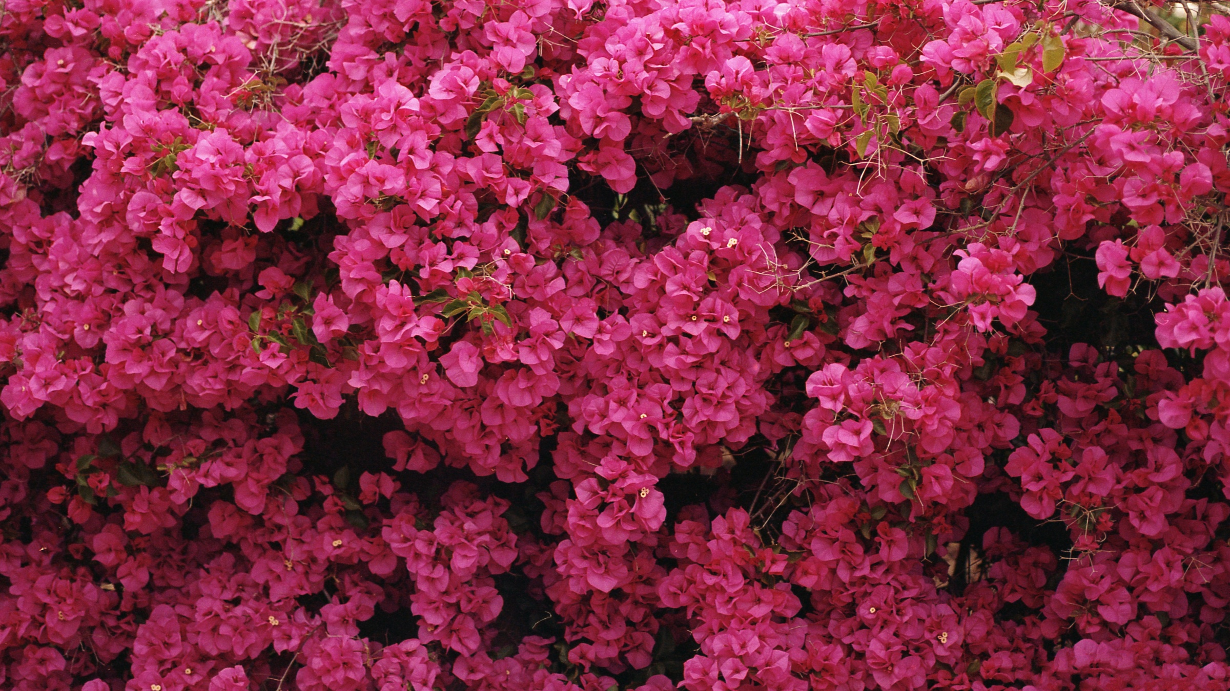 380157壁紙のダウンロード地球, ブーゲンビリア, 花, 閉じる, ピンクの花, フラワーズ-スクリーンセーバーと写真を無料で