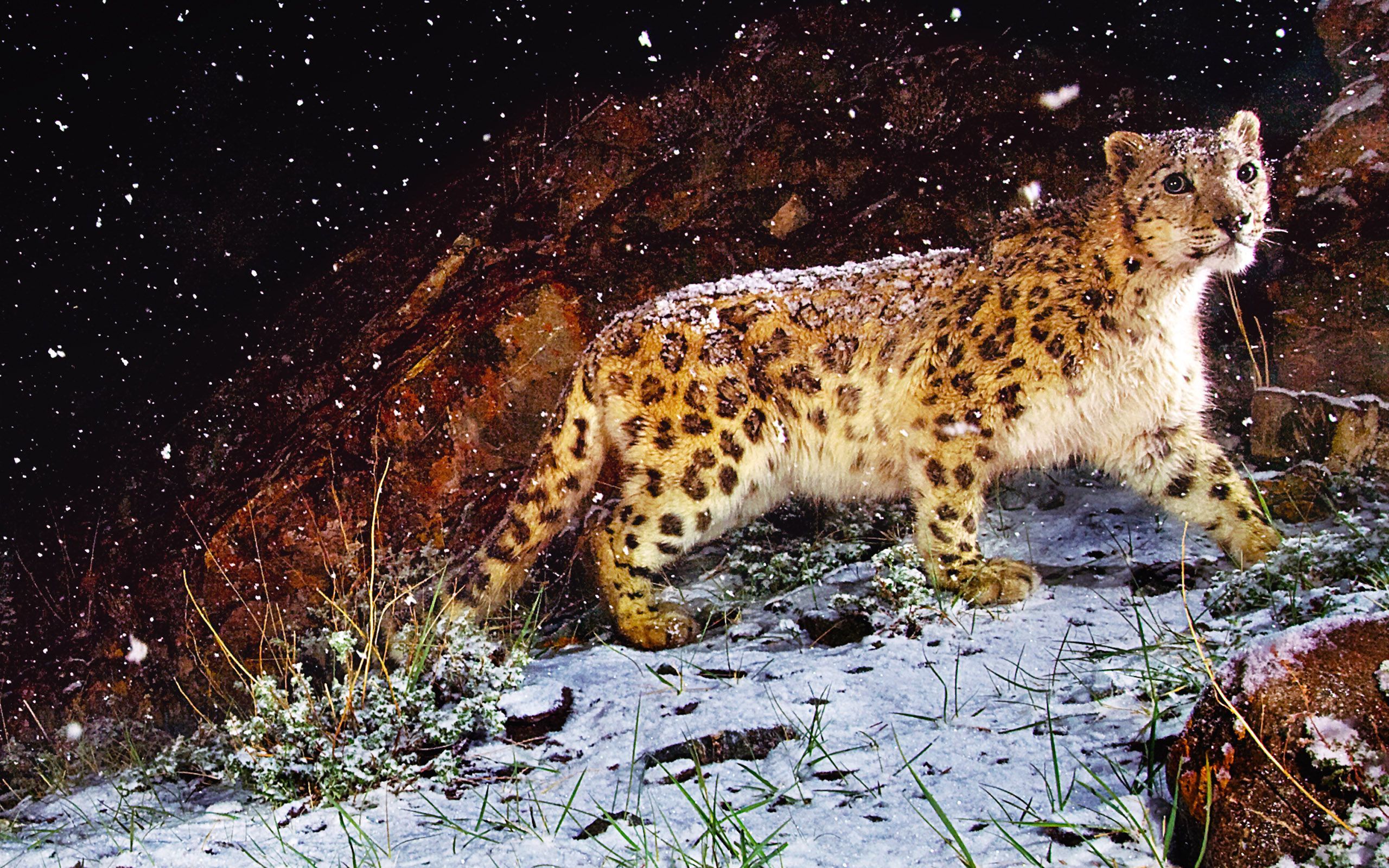 166918 télécharger l'image animaux, léopard des neiges, chats - fonds d'écran et économiseurs d'écran gratuits