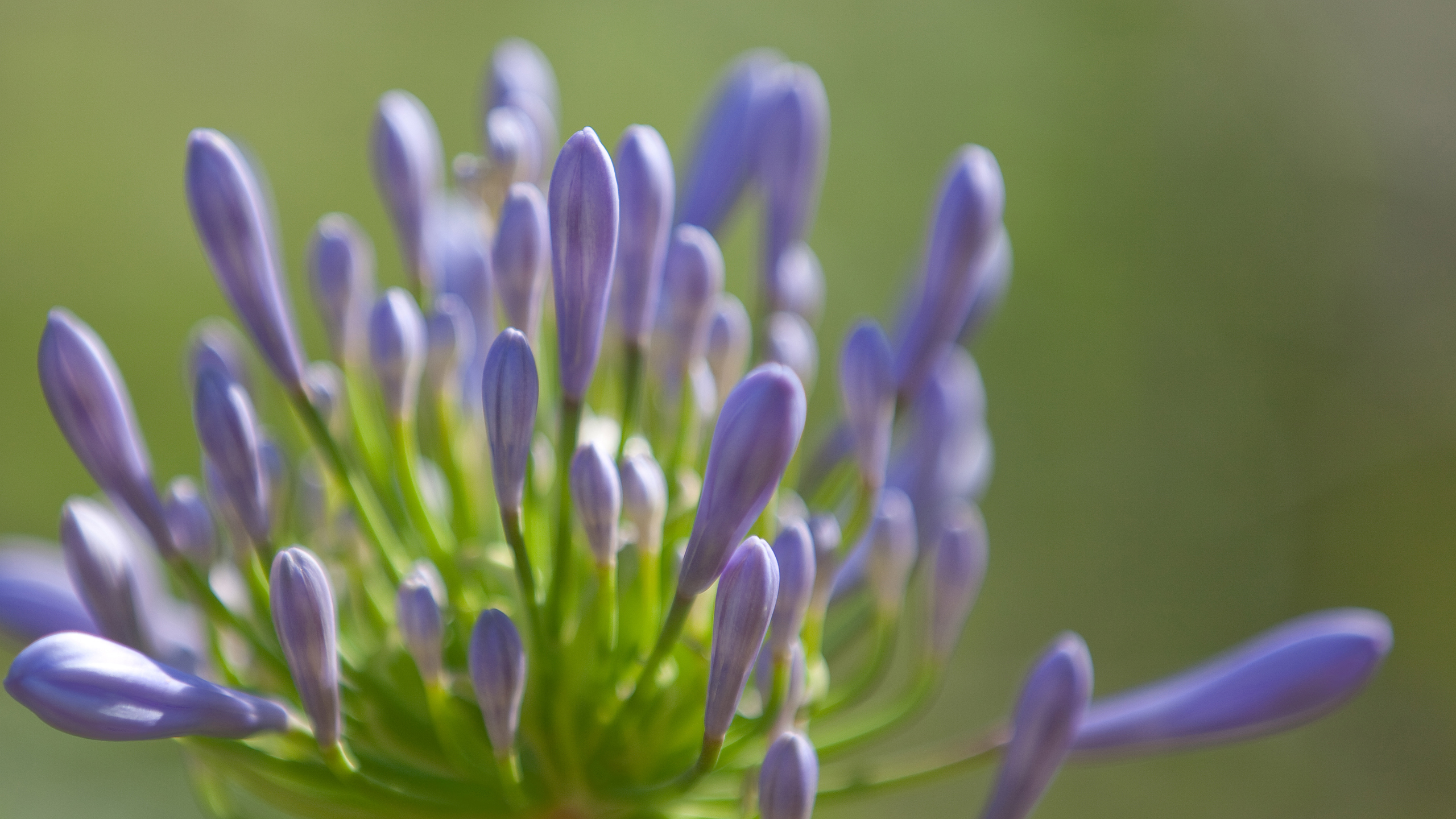 Descarga gratuita de fondo de pantalla para móvil de Flores, Flor, Tierra/naturaleza.