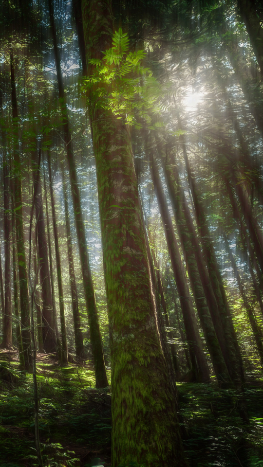 Descarga gratuita de fondo de pantalla para móvil de Naturaleza, Bosque, Árbol, Soleado, Tierra/naturaleza.