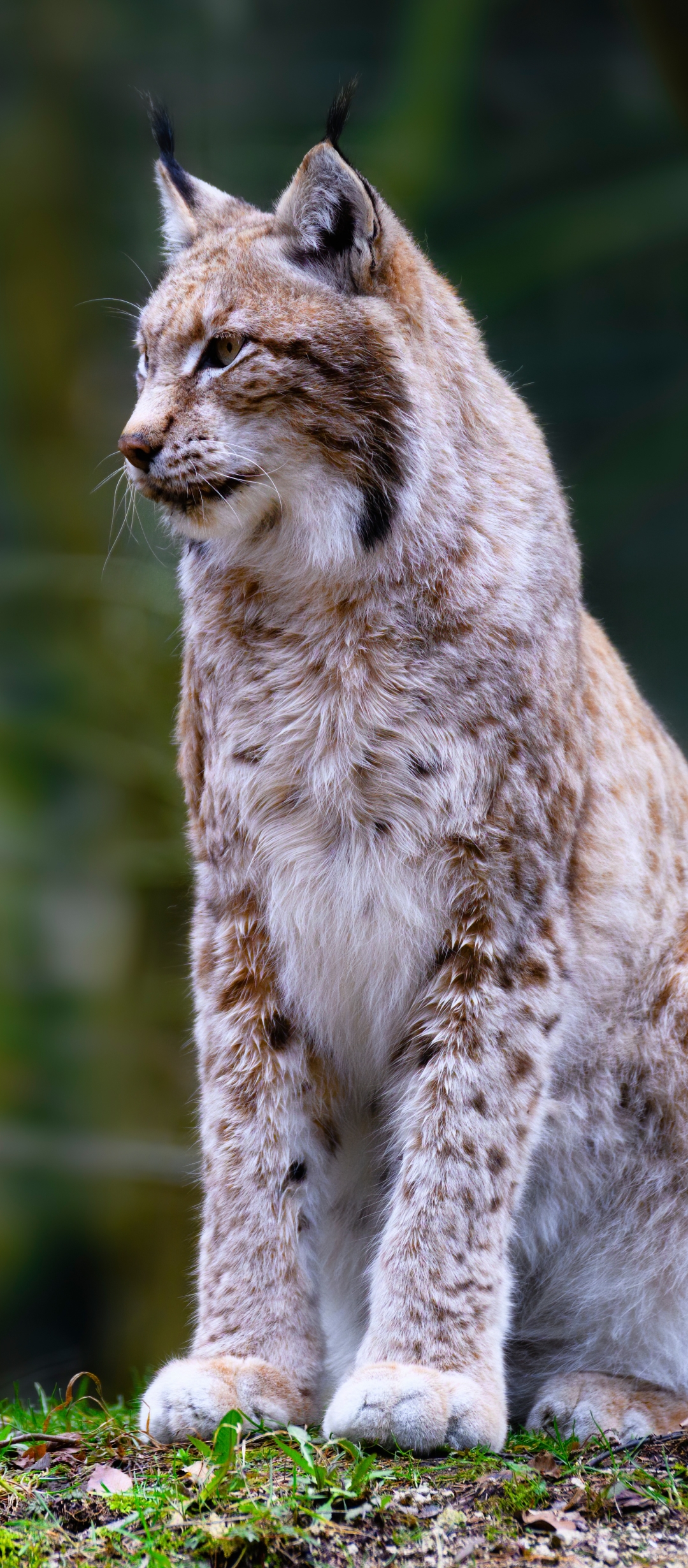 Handy-Wallpaper Tiere, Katzen, Luchs kostenlos herunterladen.