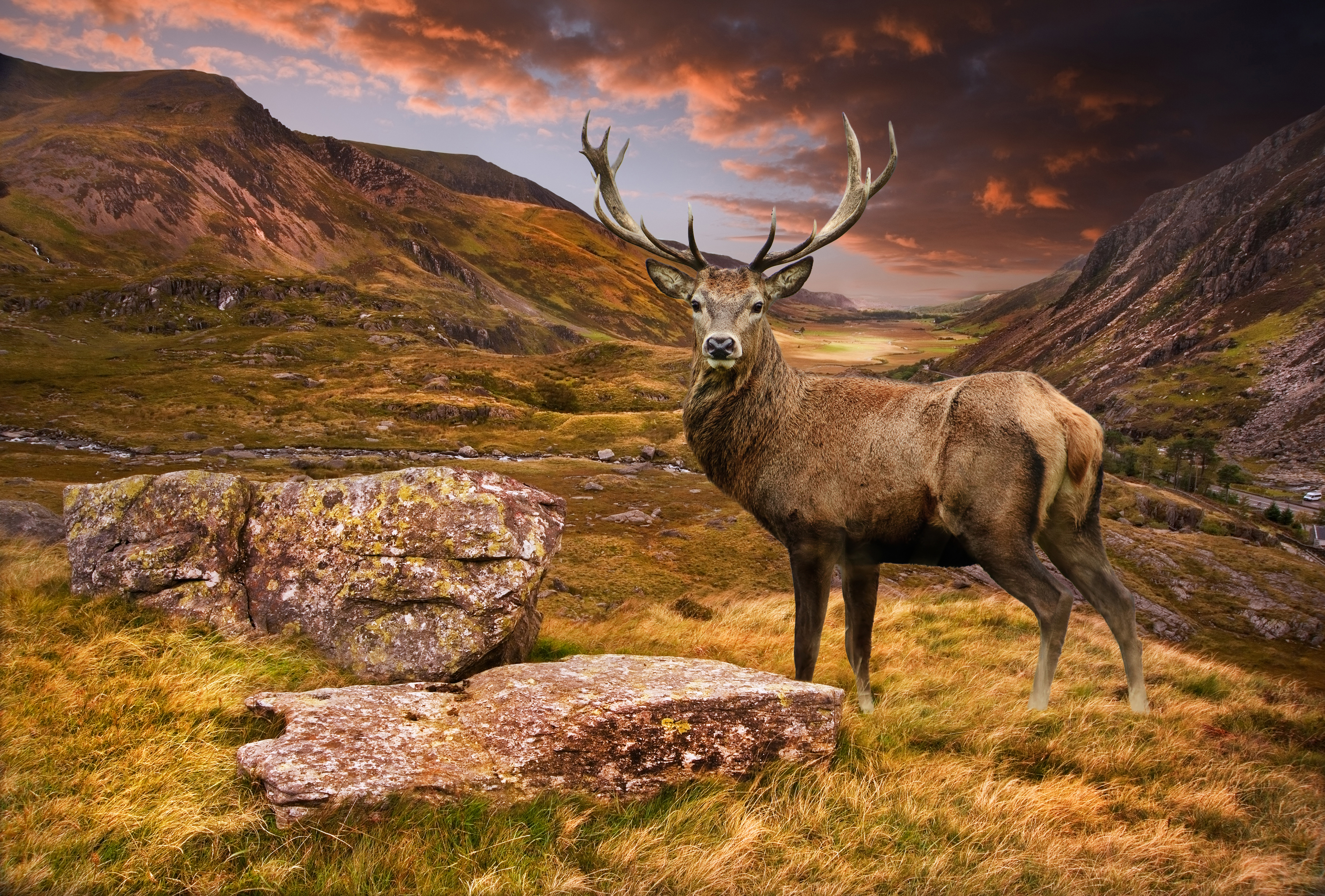 Laden Sie das Tiere, Landschaft, Hirsch, Starren-Bild kostenlos auf Ihren PC-Desktop herunter