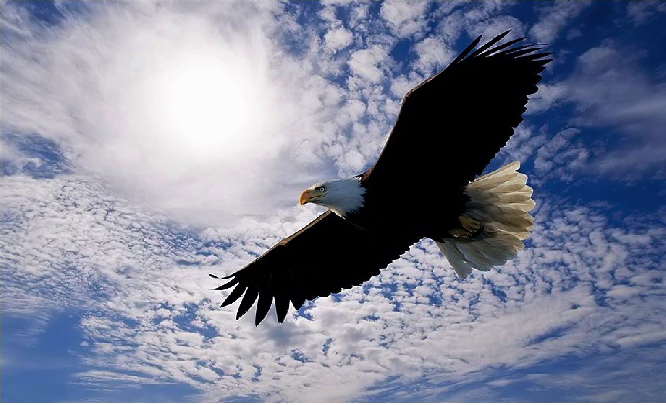 Скачать картинку Животные, Небо, Орел, Белоголовый Орлан, Летающий в телефон бесплатно.