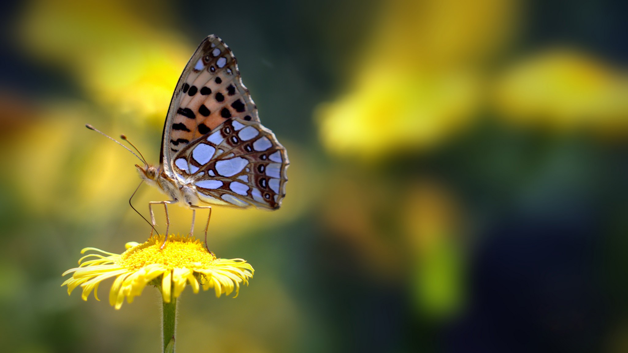 Download mobile wallpaper Flower, Macro, Insect, Butterfly, Animal for free.