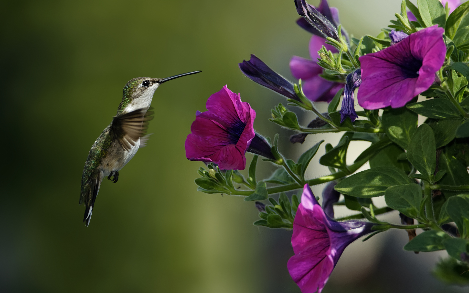 Download mobile wallpaper Hummingbird, Blossom, Birds, Flower, Animal for free.