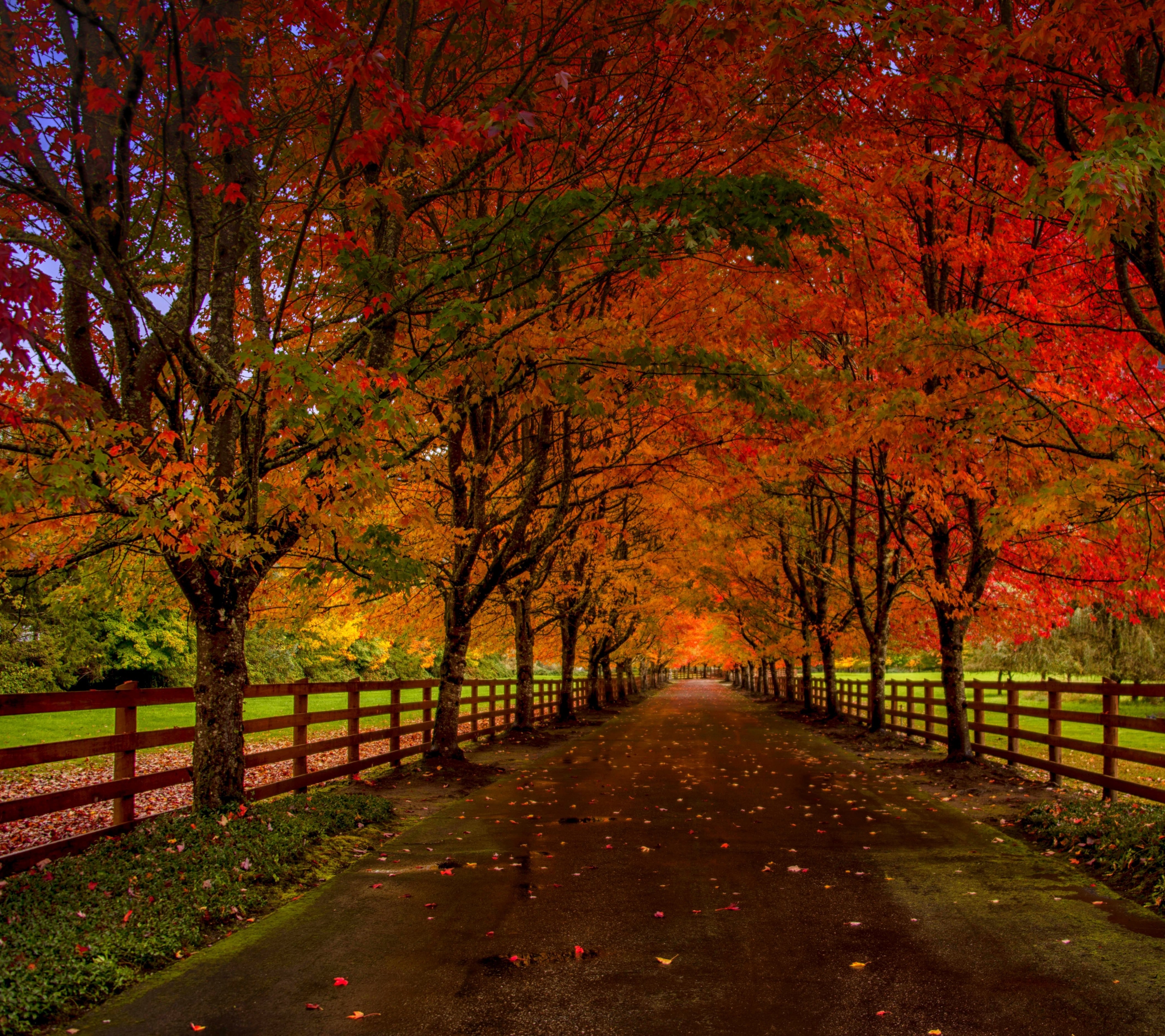 Free download wallpaper Road, Tree, Fall, Fence, Man Made on your PC desktop