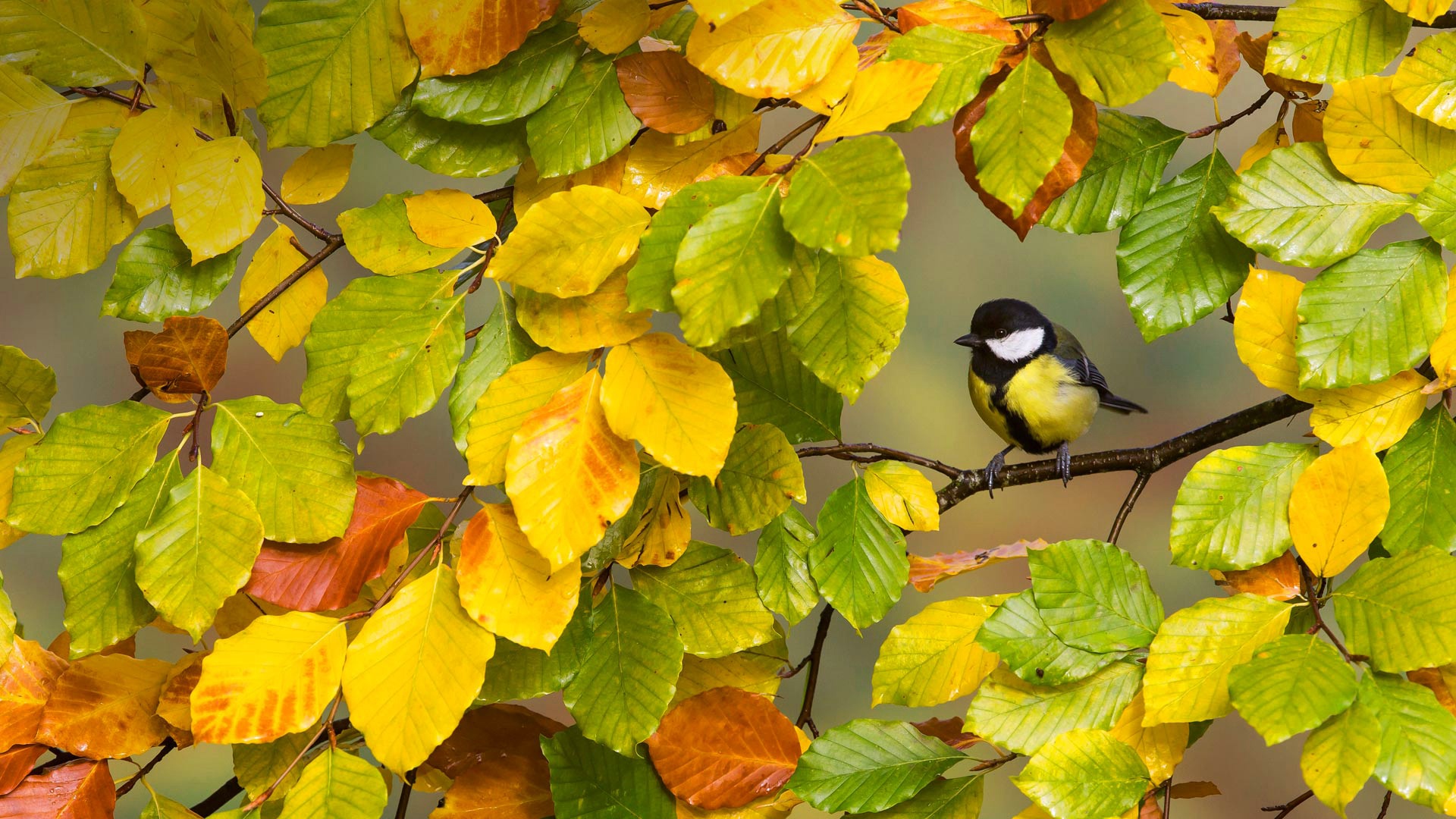 無料モバイル壁紙動物, 鳥, 秋, 葉, ブランチ, シジュウカラをダウンロードします。