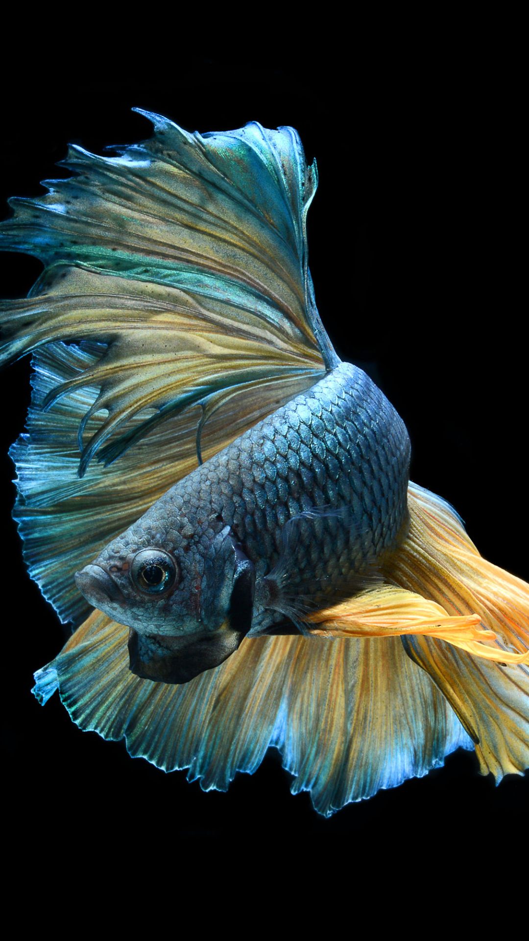 betta, animal, blue, fish, siamese fighting fish 2160p