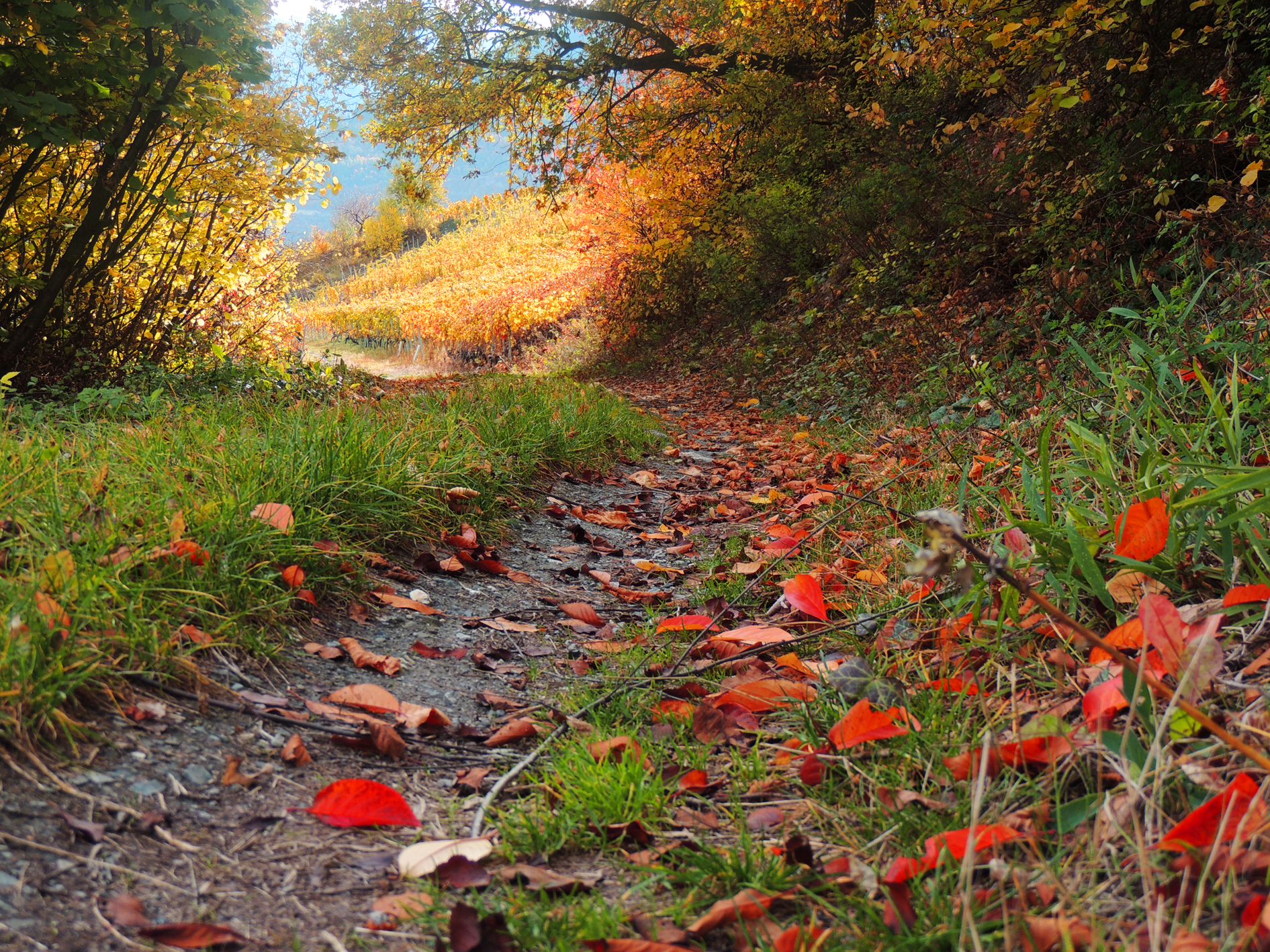 Handy-Wallpaper Herbst, Pfad, Erde/natur kostenlos herunterladen.