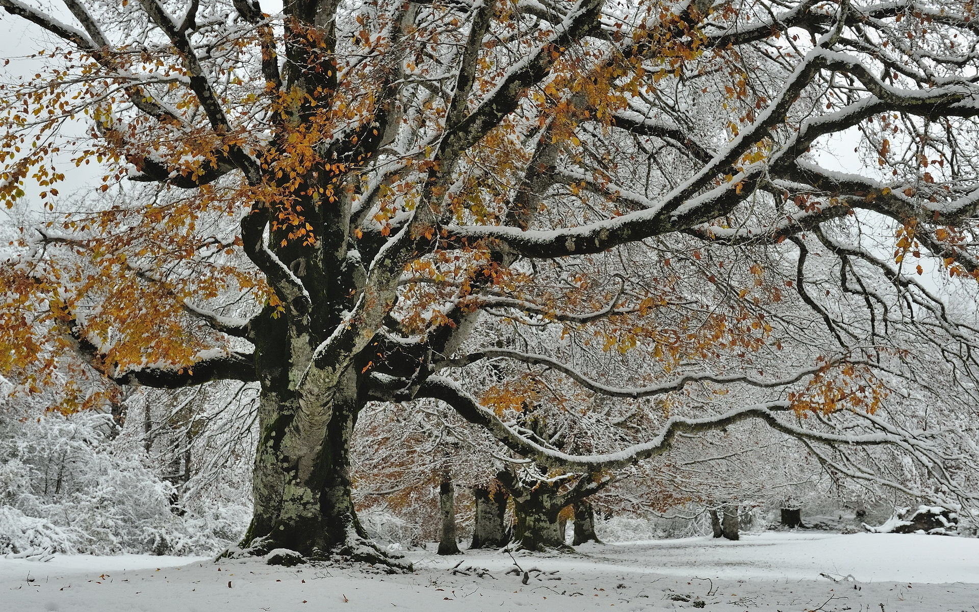 Handy-Wallpaper Winter, Erde/natur kostenlos herunterladen.