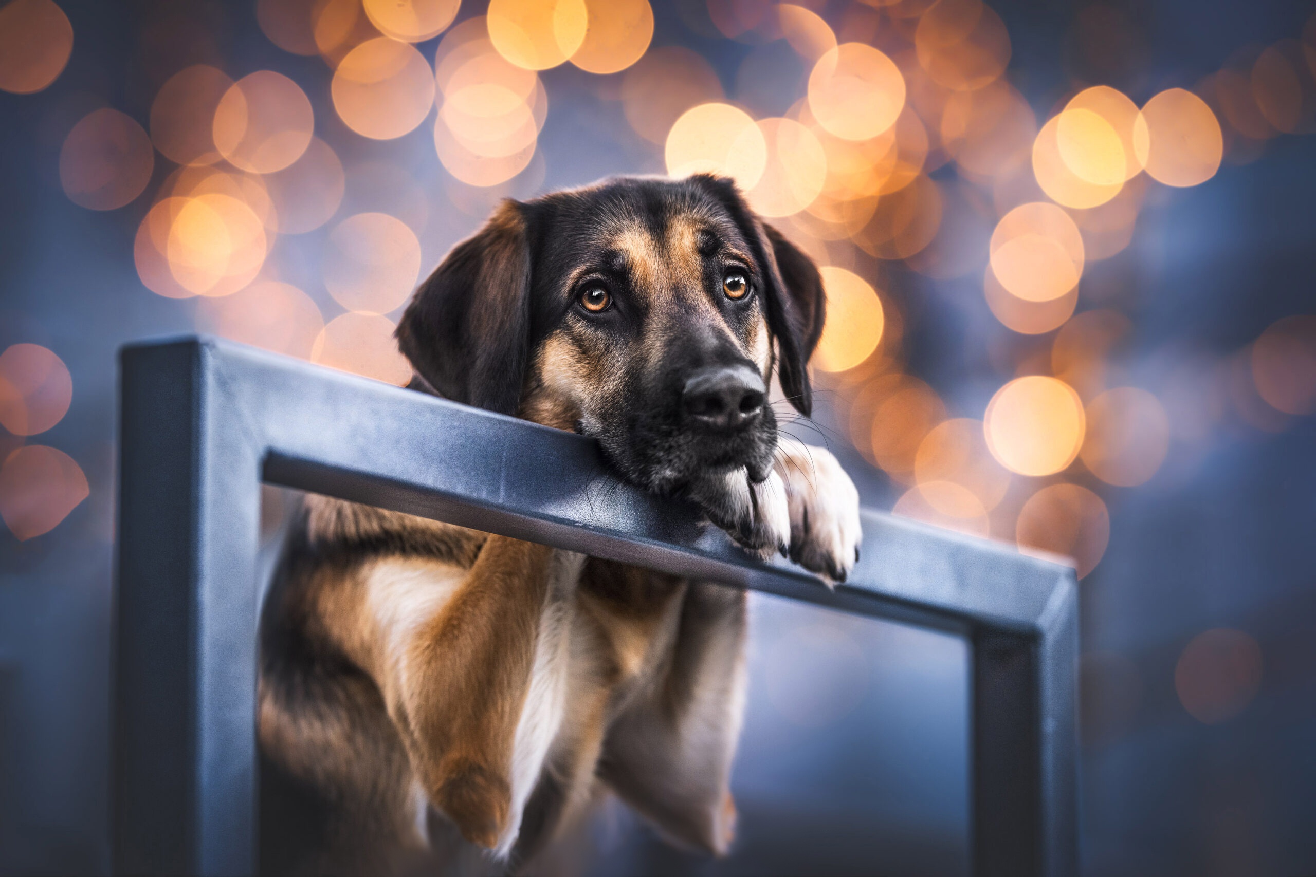 Download mobile wallpaper Dogs, Dog, Animal, Bokeh for free.