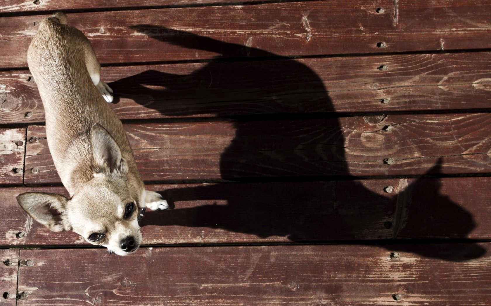 Handy-Wallpaper Hund, Schatten, Tiere, Hintergrund kostenlos herunterladen.