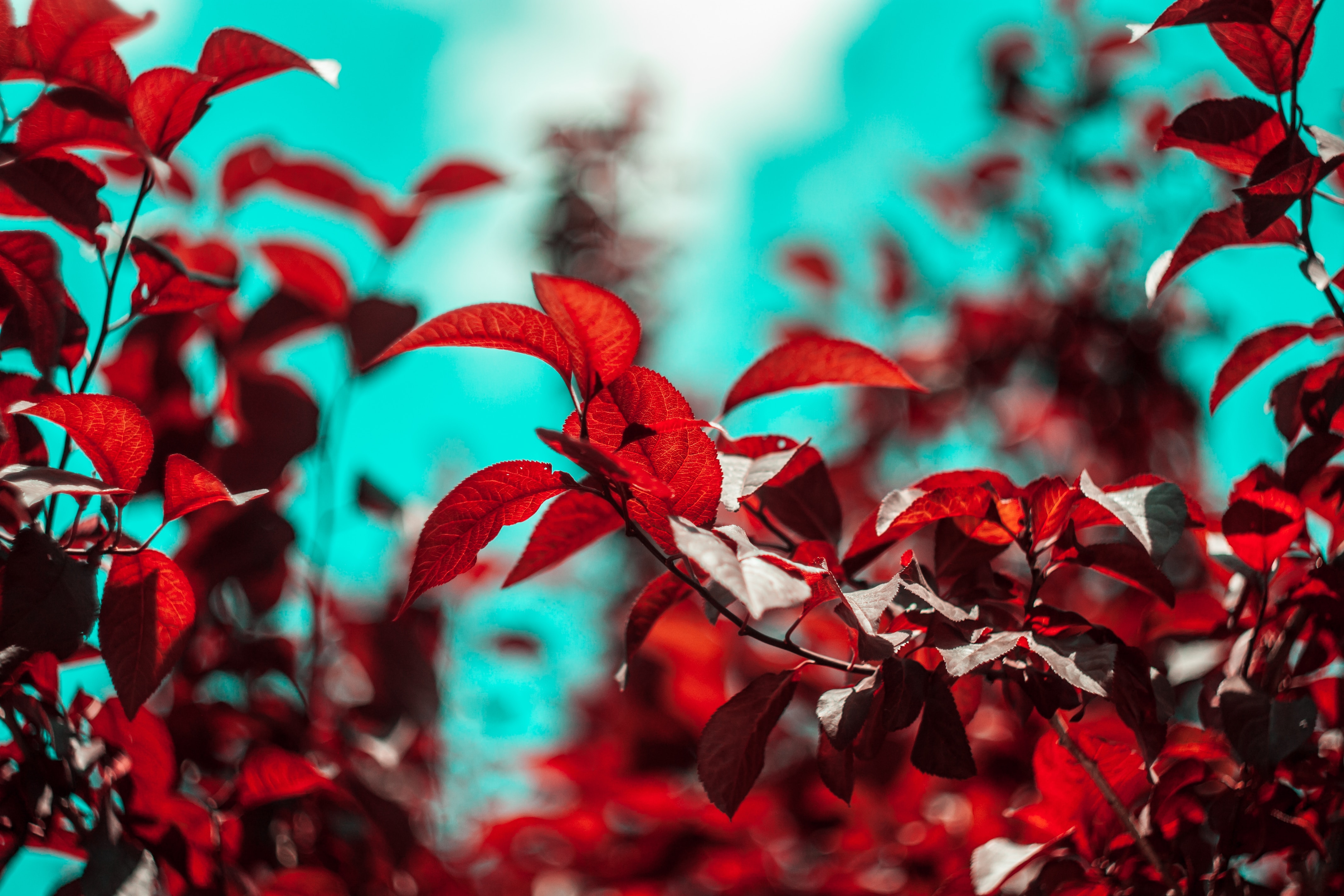 Скачать обои бесплатно Красный, Ветки, Растение, Листья, Макро картинка на рабочий стол ПК