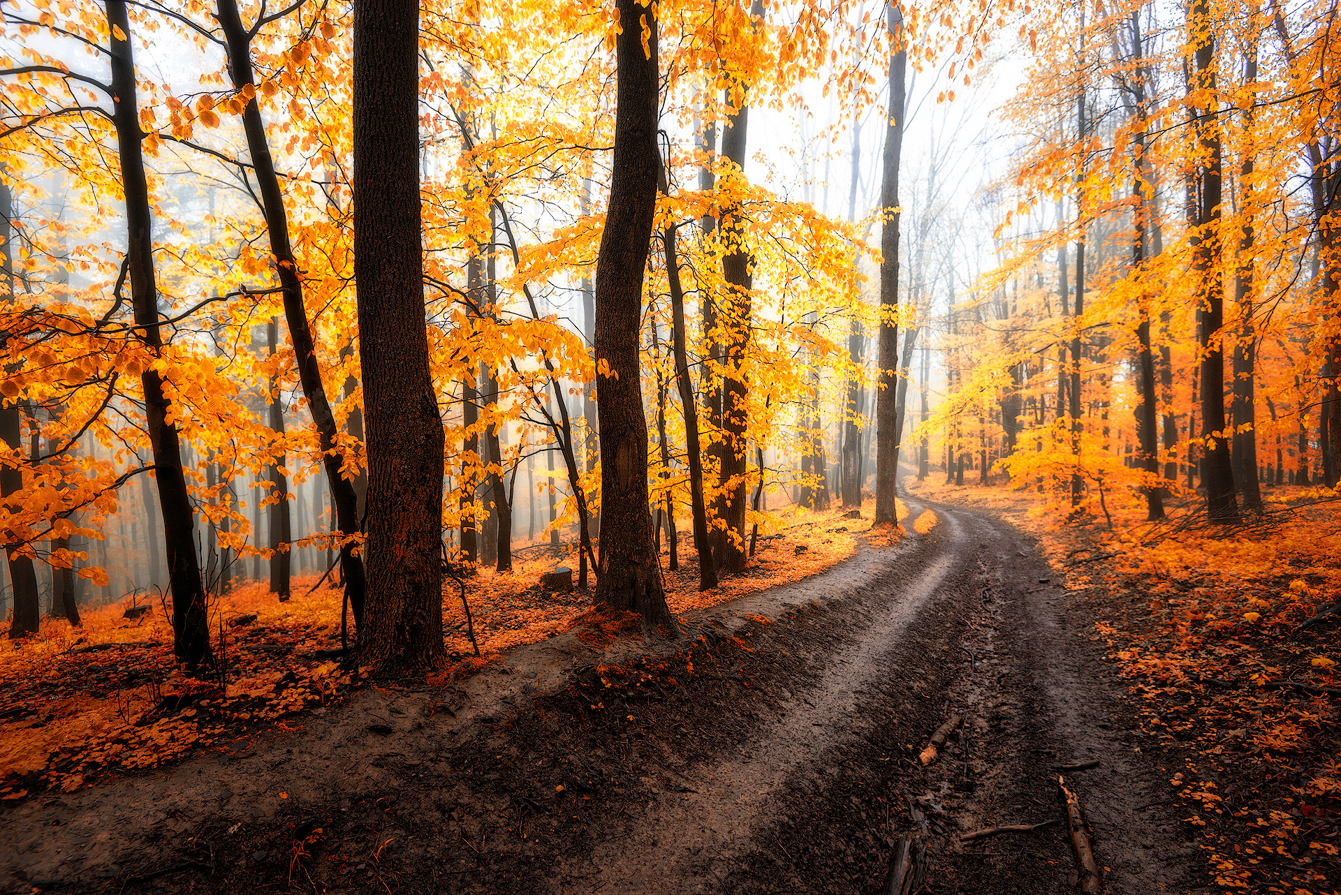Laden Sie das Natur, Herbst, Wald, Baum, Pfad, Erde/natur, Schotterstraße-Bild kostenlos auf Ihren PC-Desktop herunter