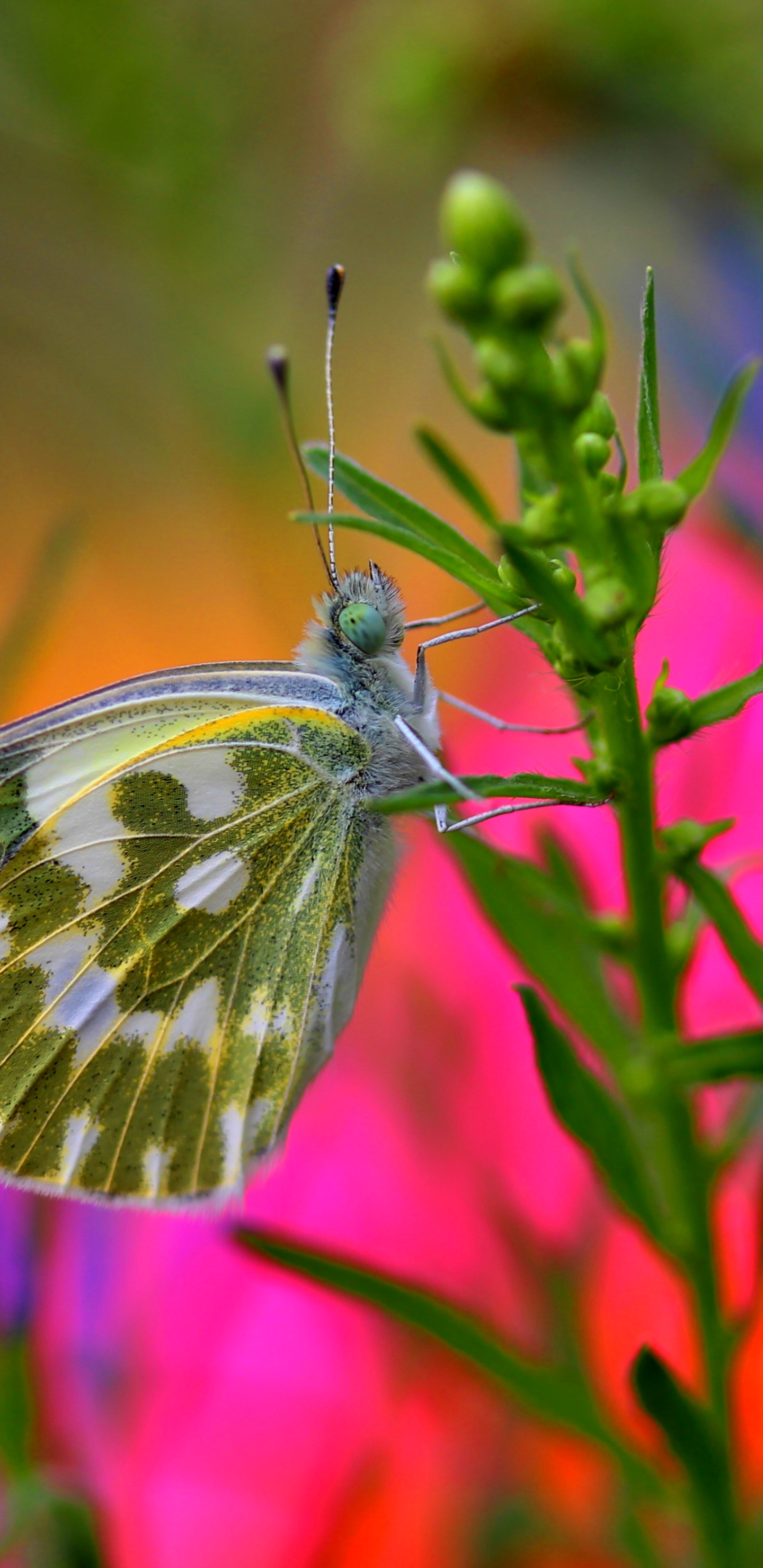 Descarga gratuita de fondo de pantalla para móvil de Animales, Macro, Insecto, Mariposa, Macrofotografía.