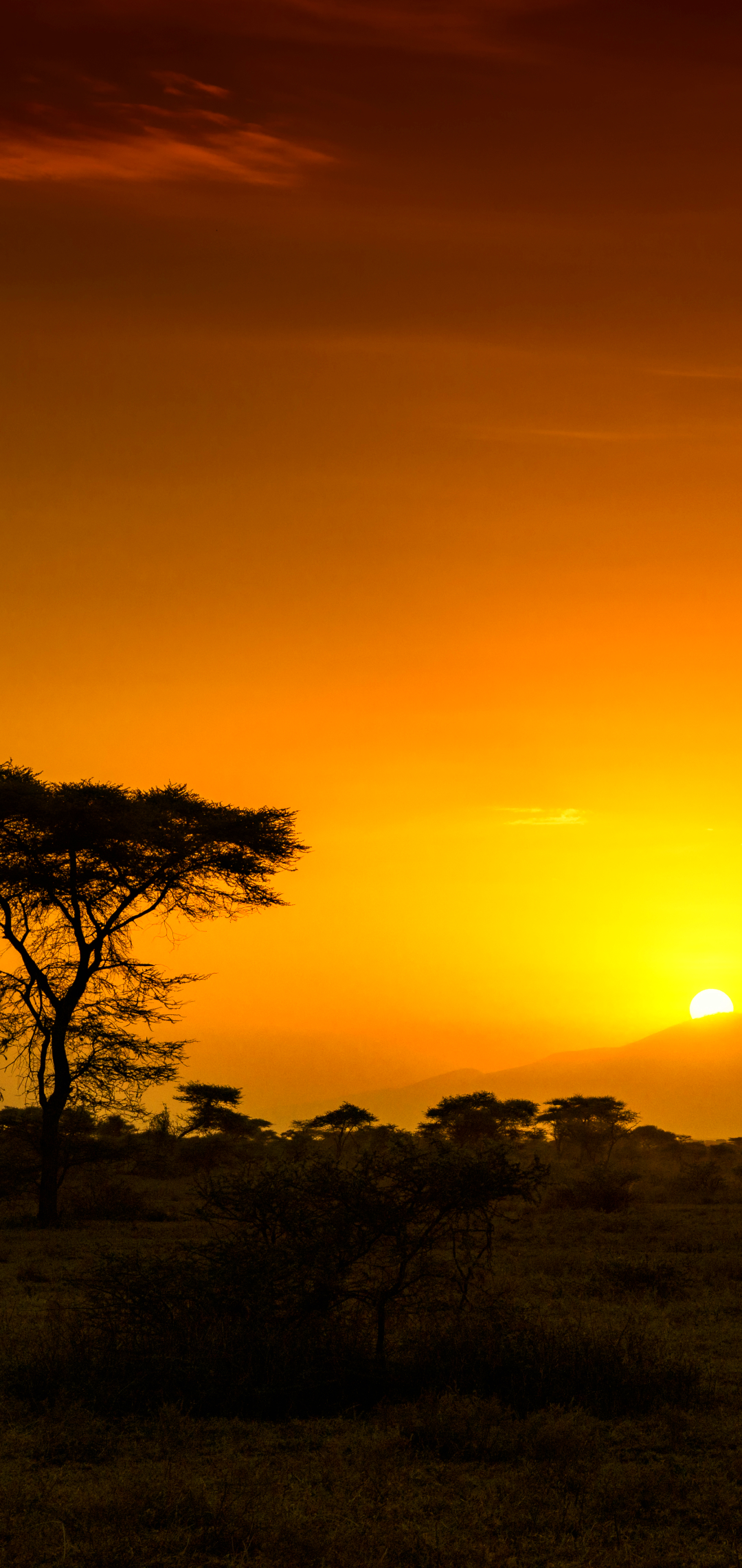 Handy-Wallpaper Sonnenaufgang, Dämmerung, Afrika, Erde/natur, Savanne, Tansania kostenlos herunterladen.