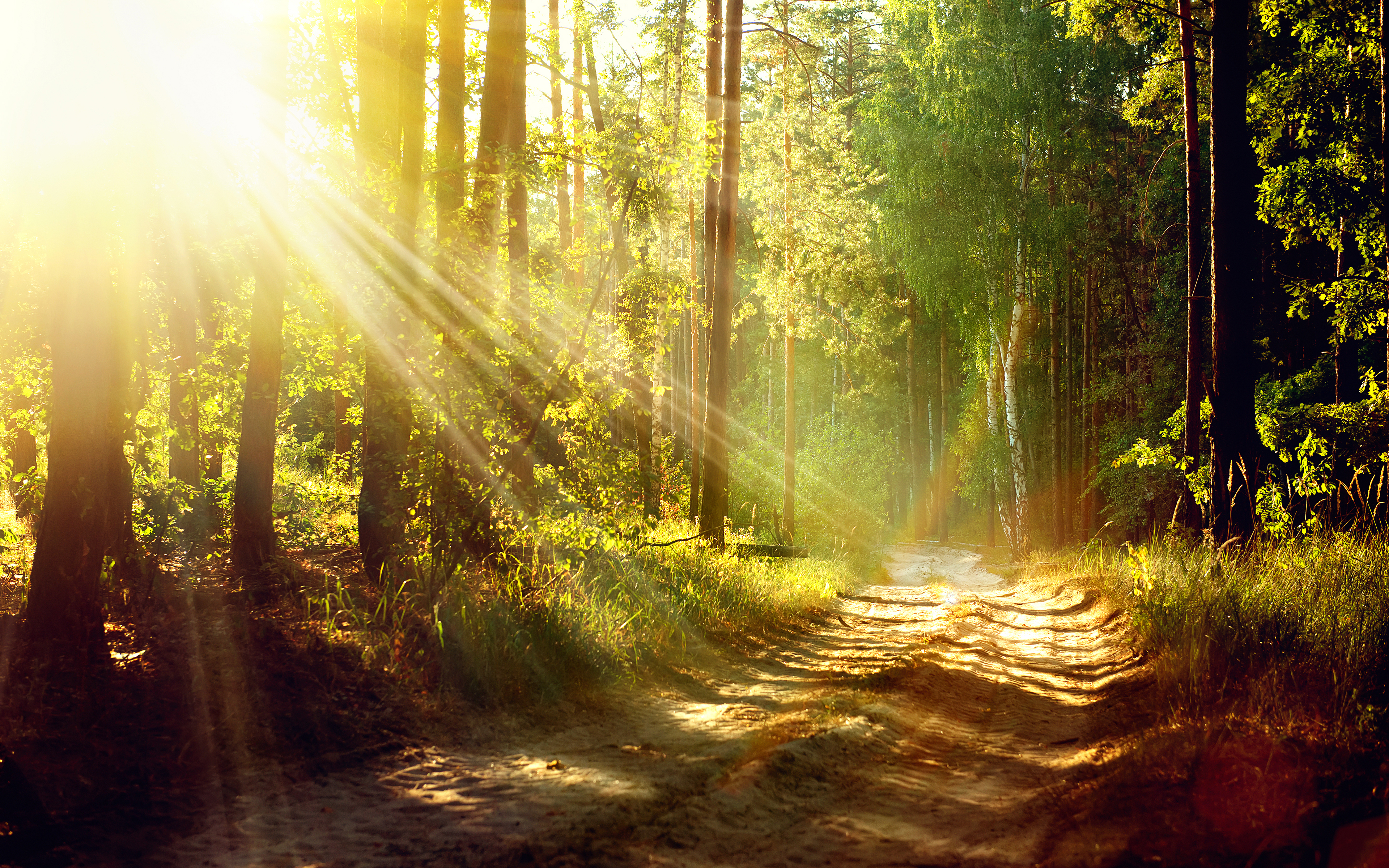 Download mobile wallpaper Nature, Sun, Summer, Road, Forest, Earth, Path, Sunbeam for free.