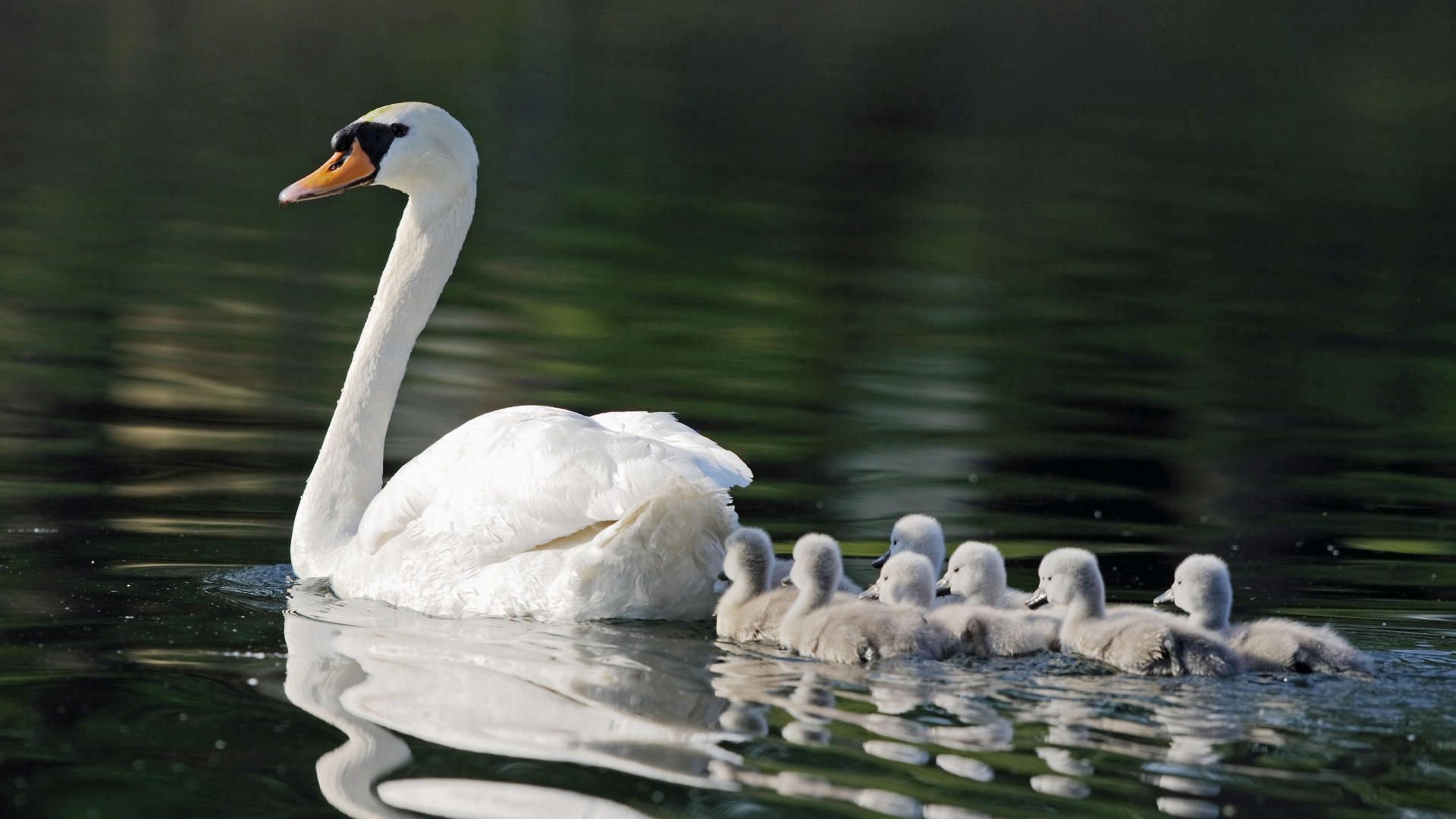 care, swans, animals, bird, young, family, to swim, swim, cubs