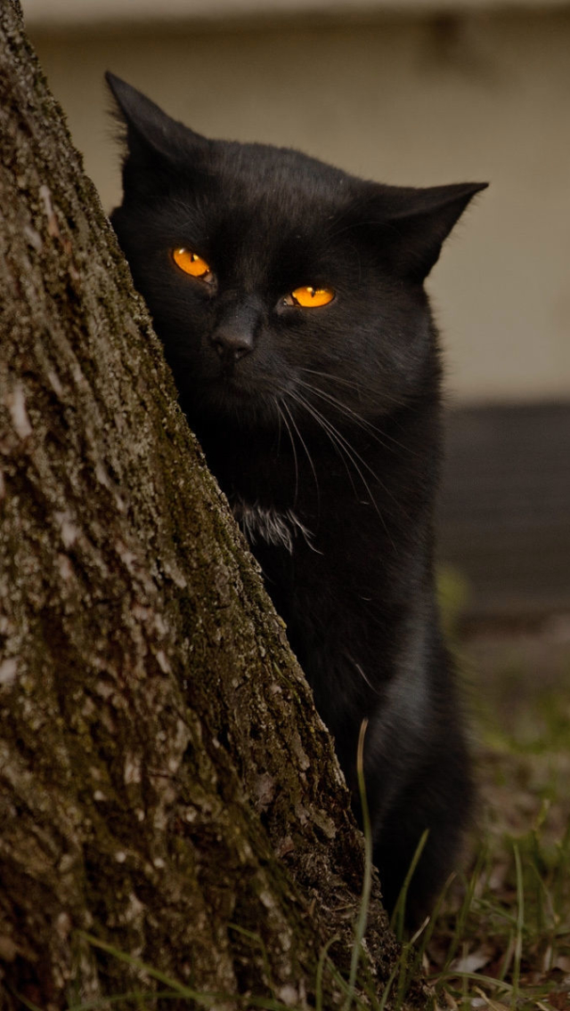 Handy-Wallpaper Tiere, Katzen, Holz, Katze, Gelbe Augen kostenlos herunterladen.