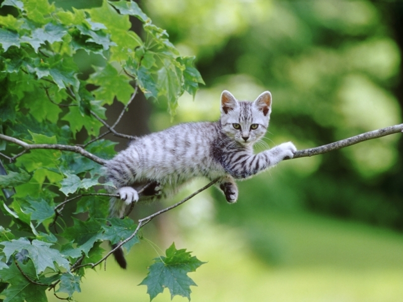Скачати мобільні шпалери Тварини, Кішки безкоштовно.