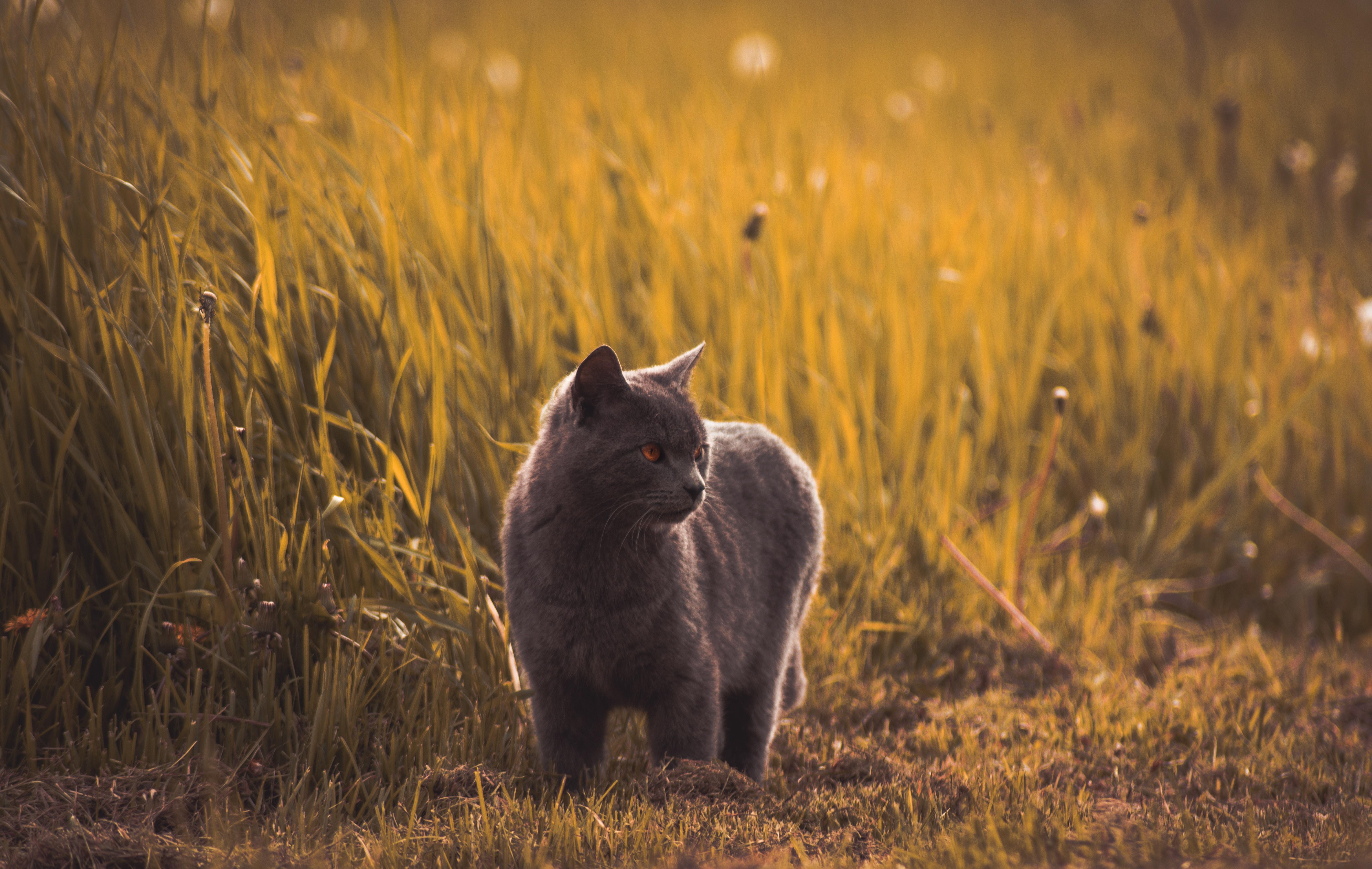 Baixar papel de parede para celular de Animais, Gatos, Gato gratuito.