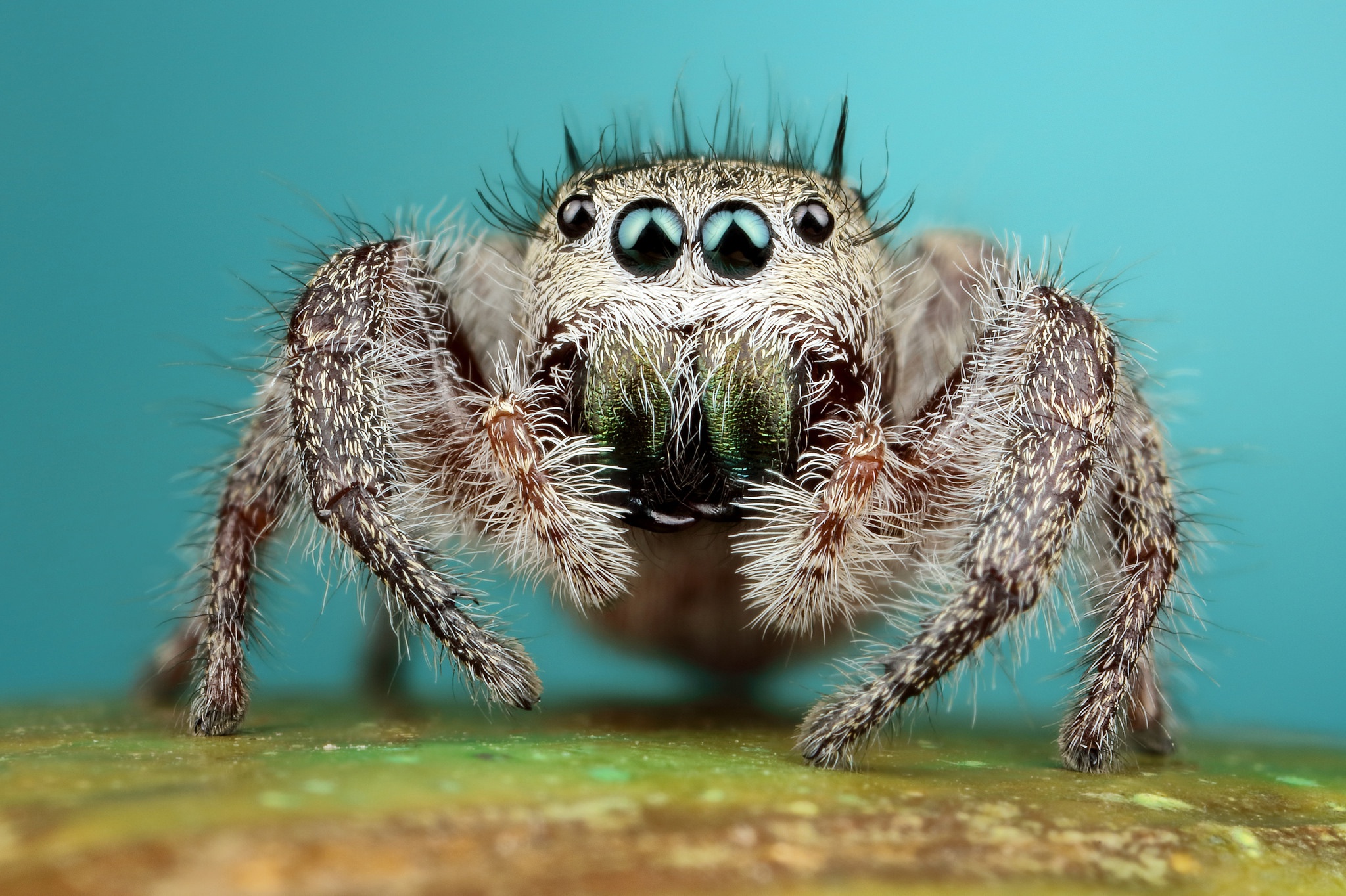 Téléchargez gratuitement l'image Animaux, Araignées, Macro, Araignée, Arachnide, Araignées Sauteuses sur le bureau de votre PC