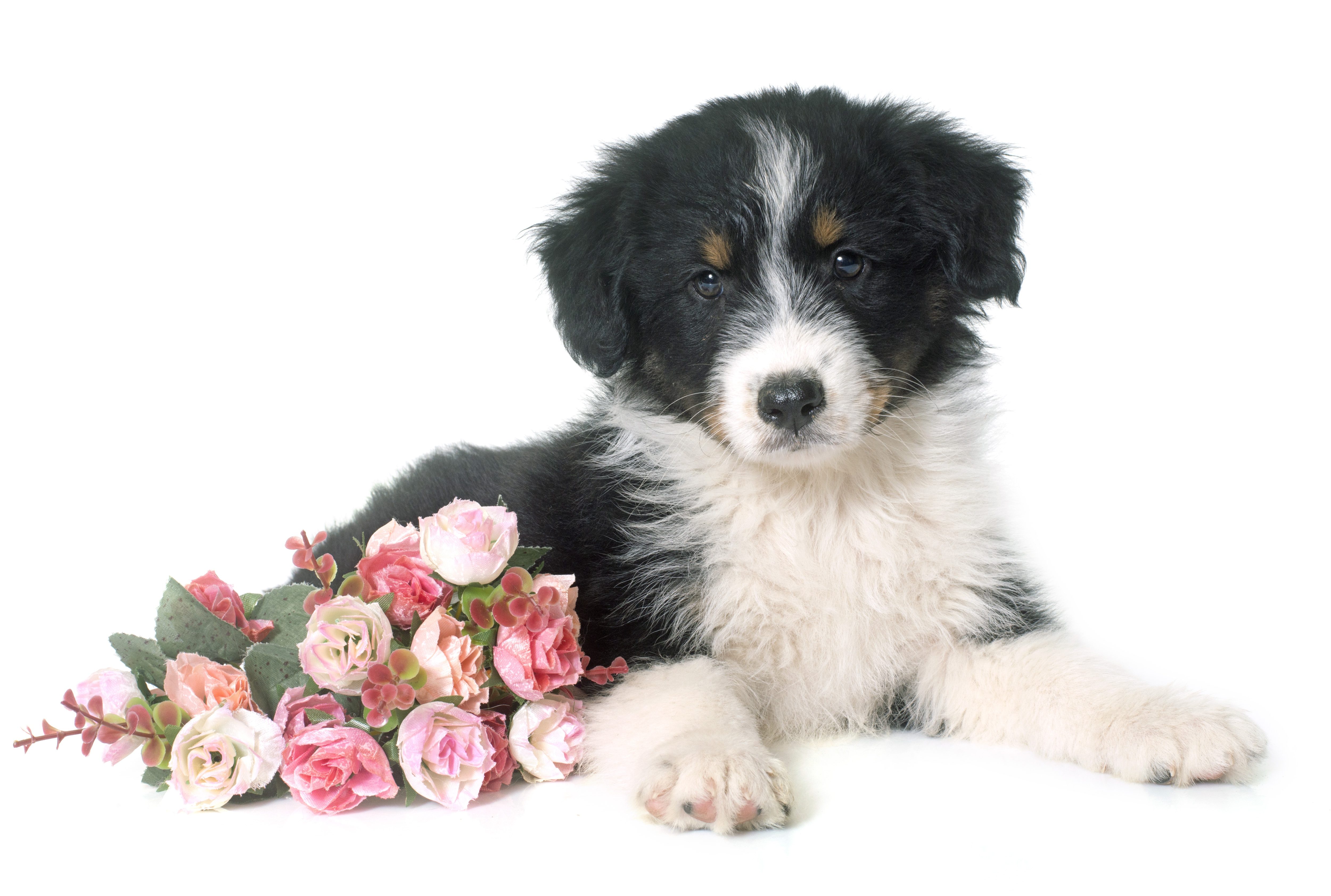 Téléchargez gratuitement l'image Animaux, Chiens, Rose, Chiot, Berger Australien, Mignon, Fleur Rose sur le bureau de votre PC