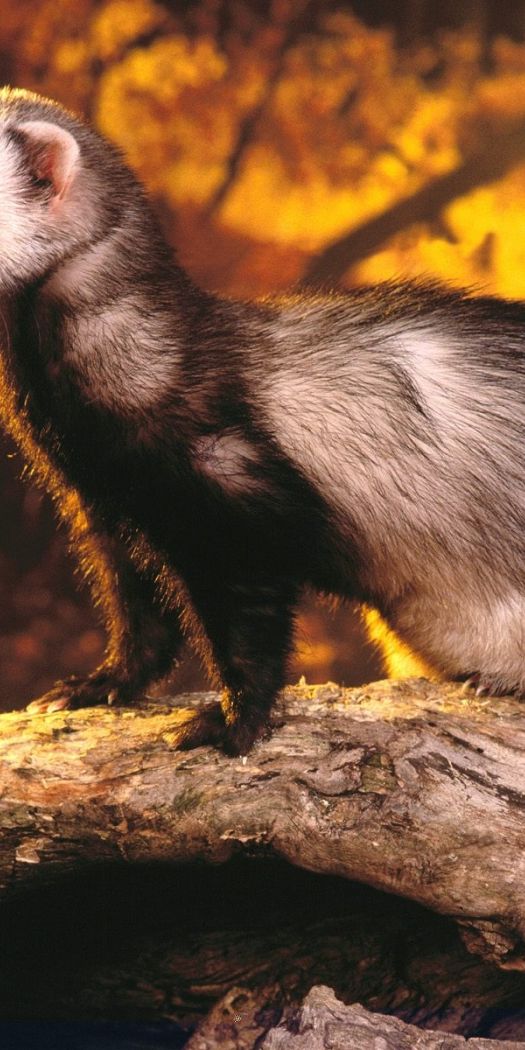 Ferret Computer Background Desktop wallpaper: Animals, Ferrets 4K free download for PC. 37984