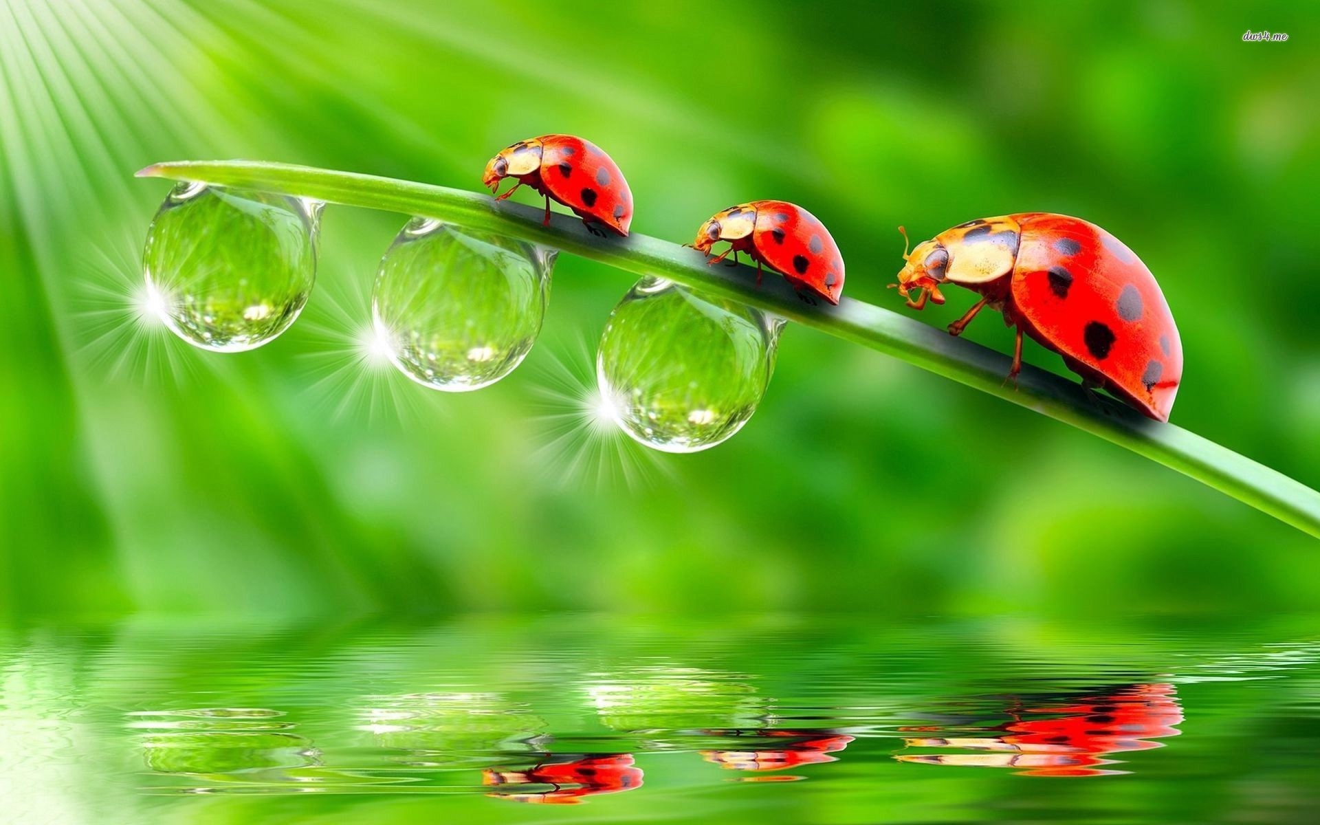 Download mobile wallpaper Animal, Ladybug for free.