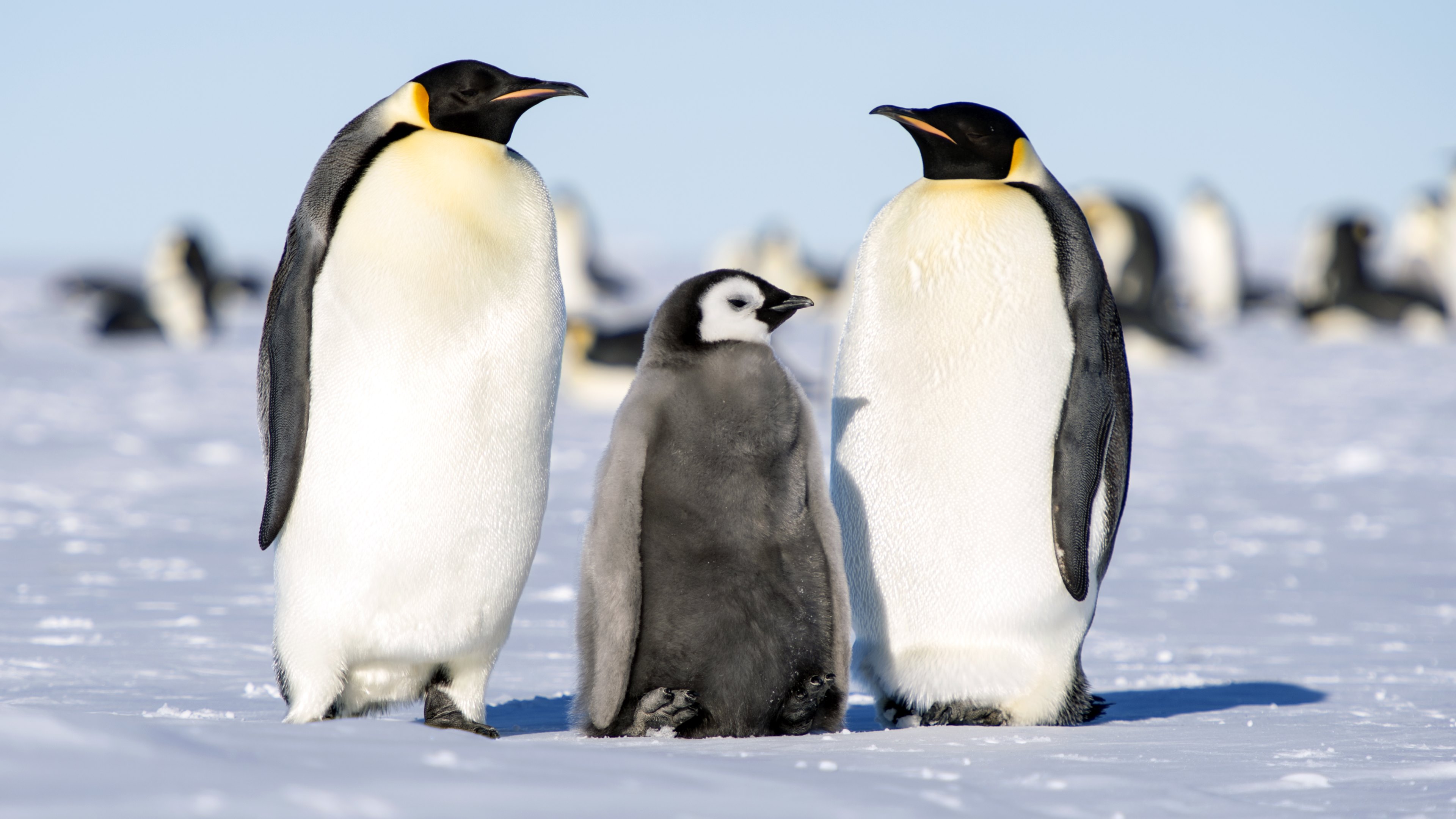 378657 descargar fondo de pantalla animales, pingüino emperador, pingüino, aves: protectores de pantalla e imágenes gratis
