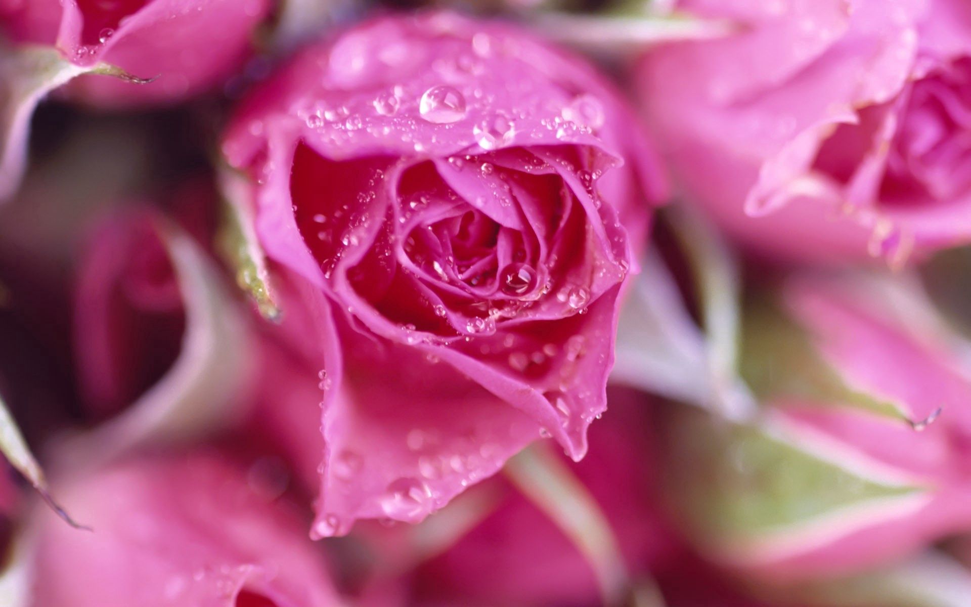 Download mobile wallpaper Petals, Bouquet, Macro, Drops, Roses for free.