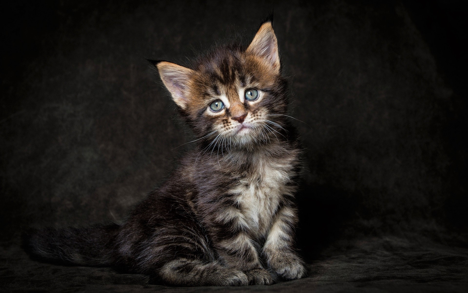 Descarga gratis la imagen Animales, Gatos, Gato, Gatito, Lindo, Triste, Bebe Animal en el escritorio de tu PC