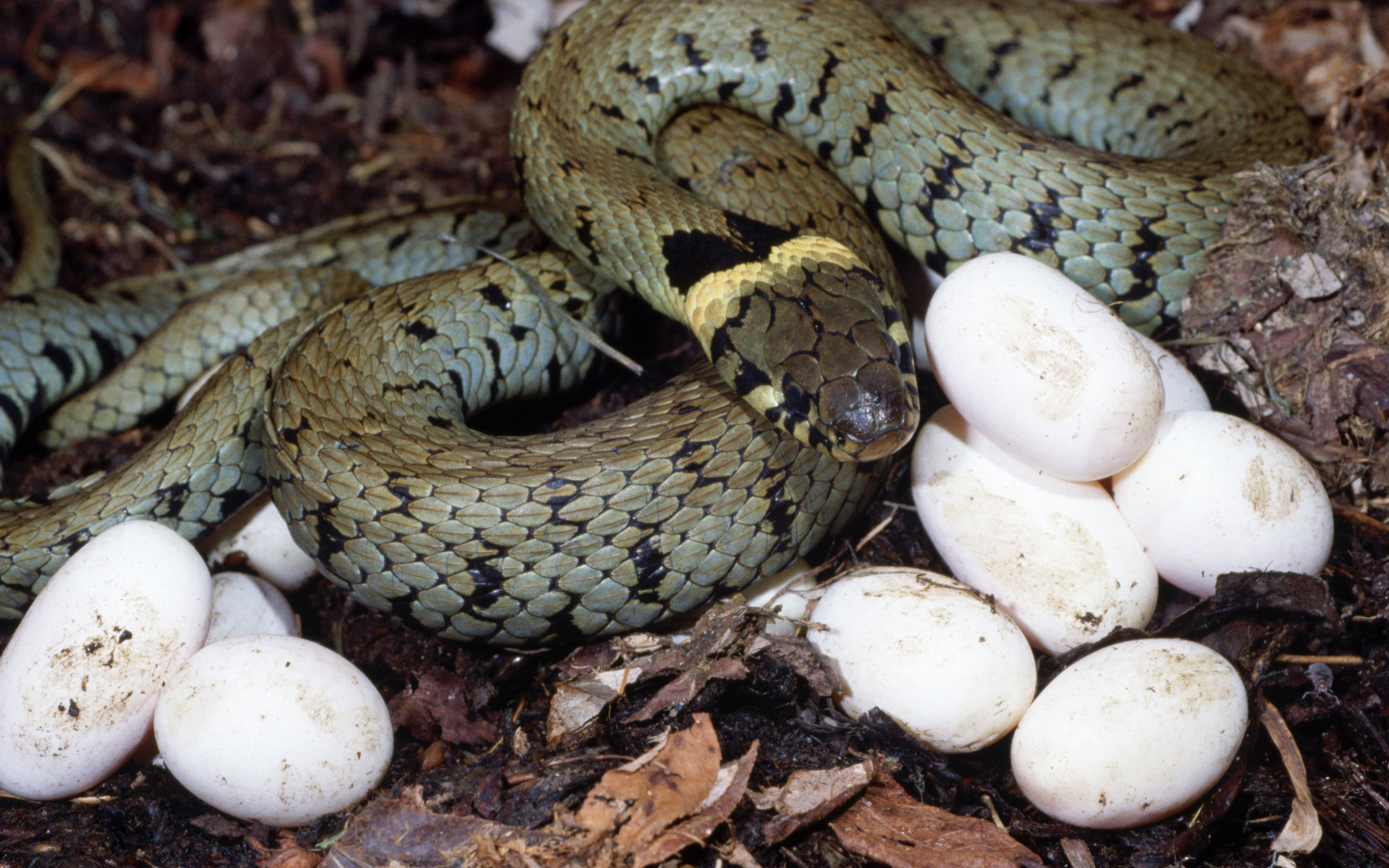 Descarga gratuita de fondo de pantalla para móvil de Serpiente, Reptiles, Animales.